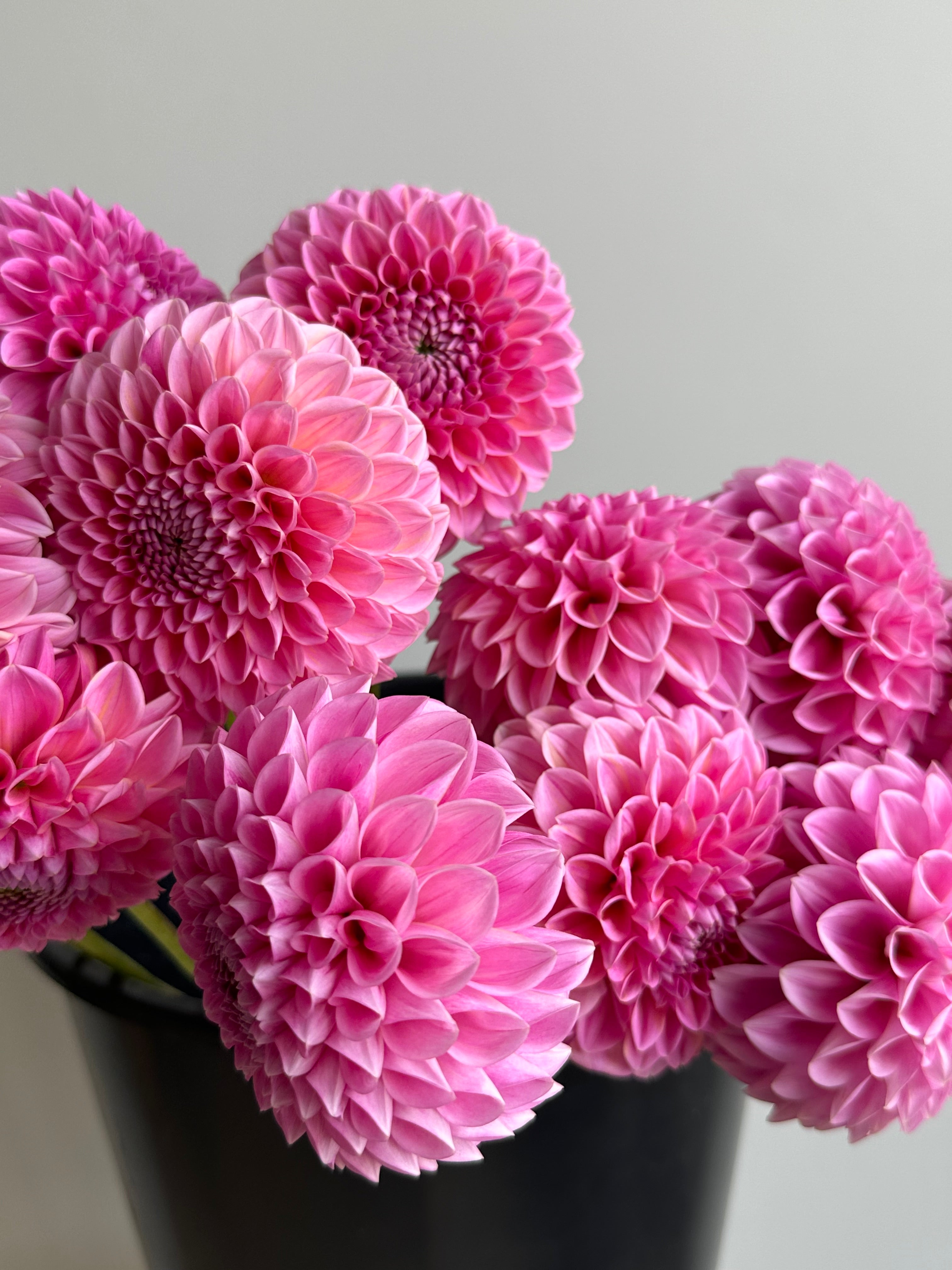 Dahlia Sweet Fabienne