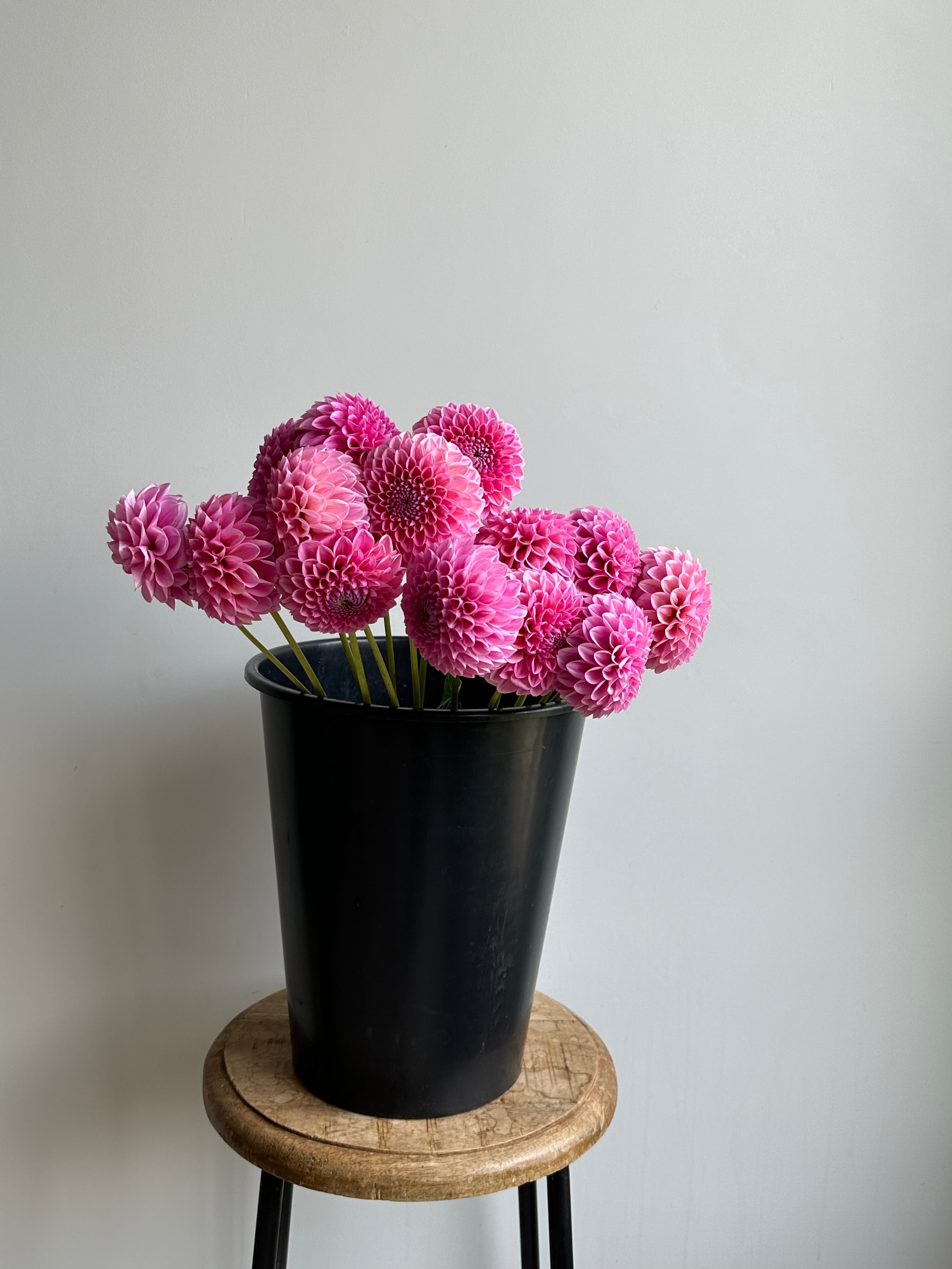 Dahlia Sweet Fabienne