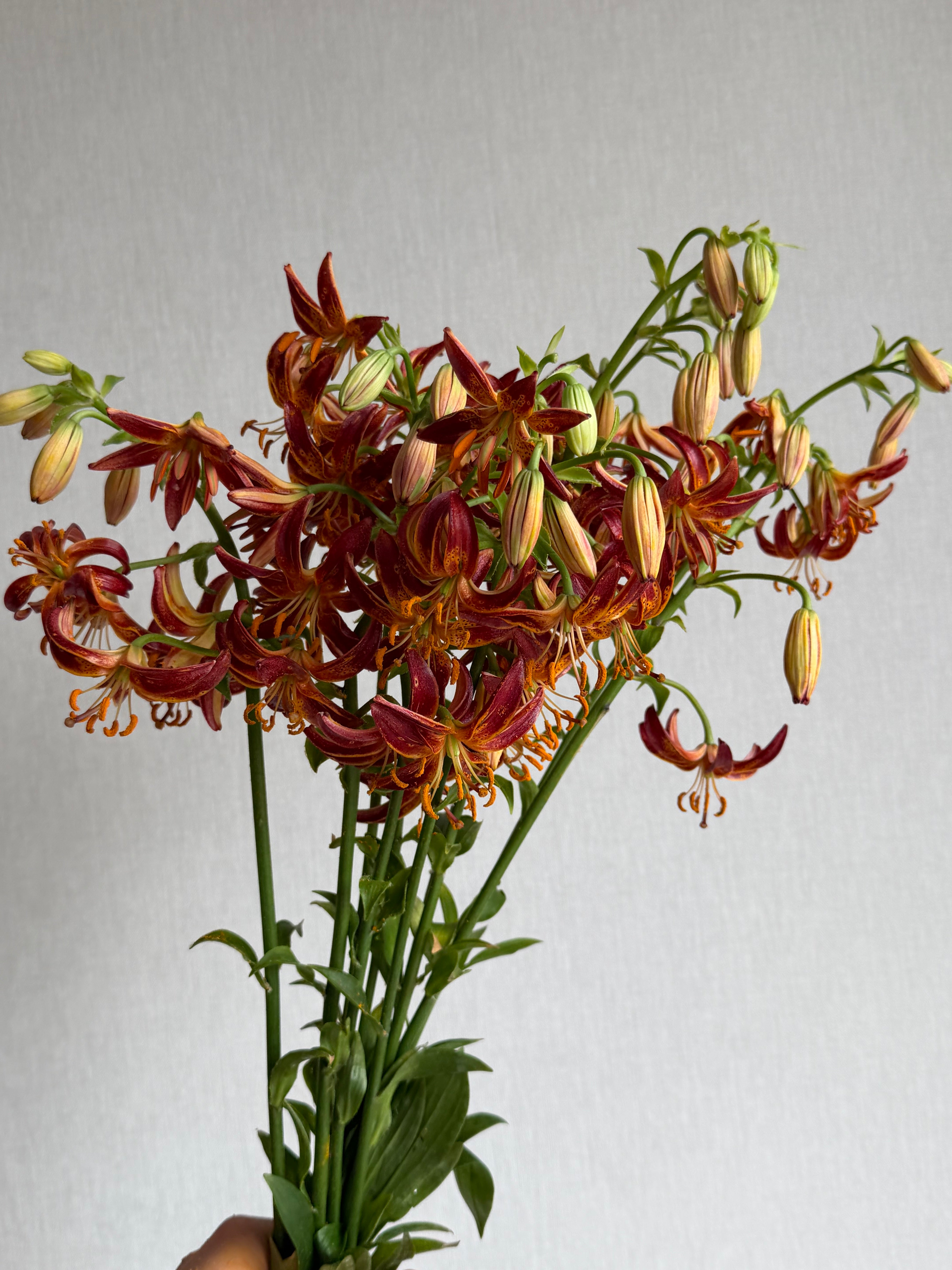 Martagon Lily Arabian Knight