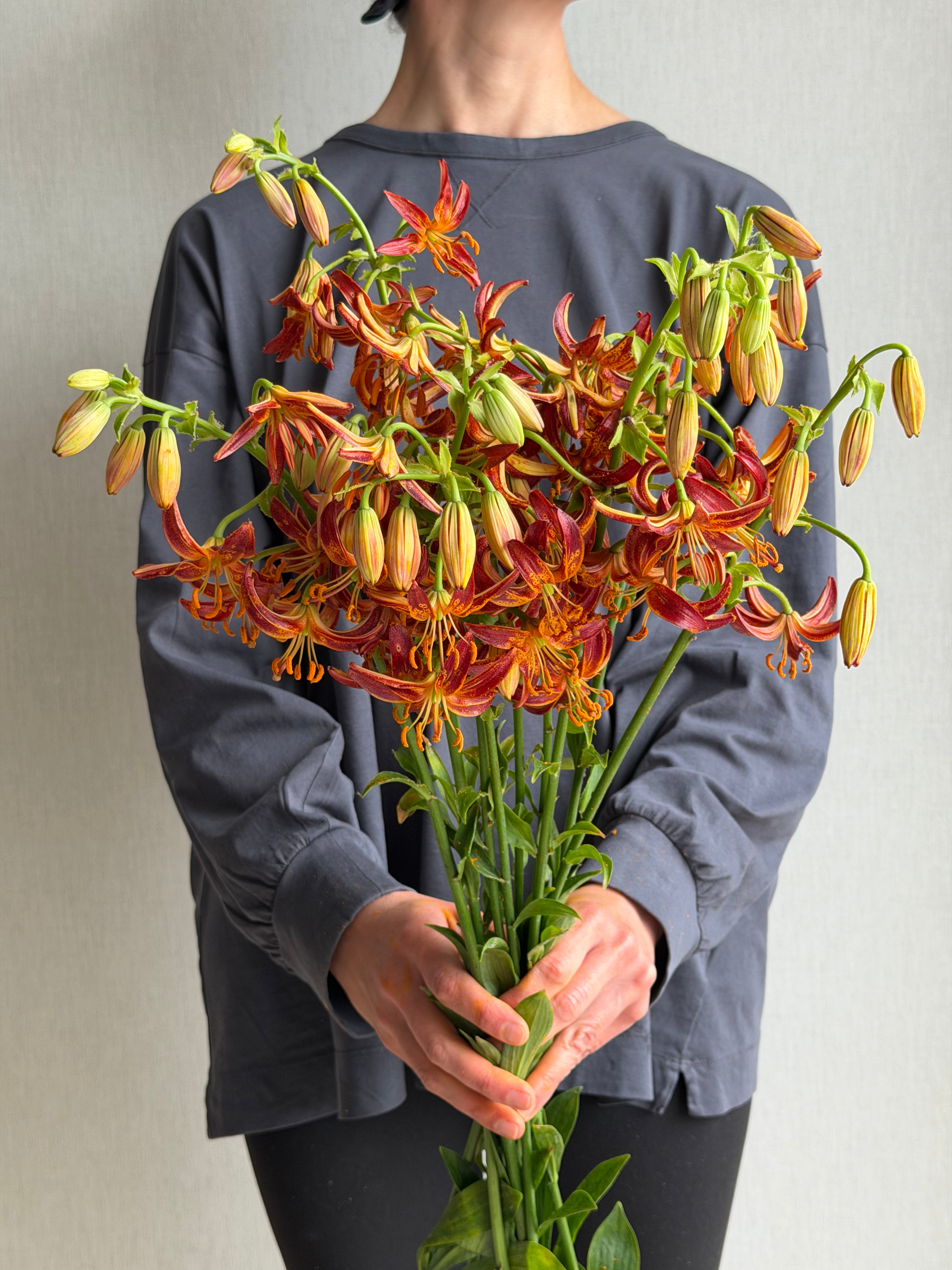 Martagon Lily Arabian Knight