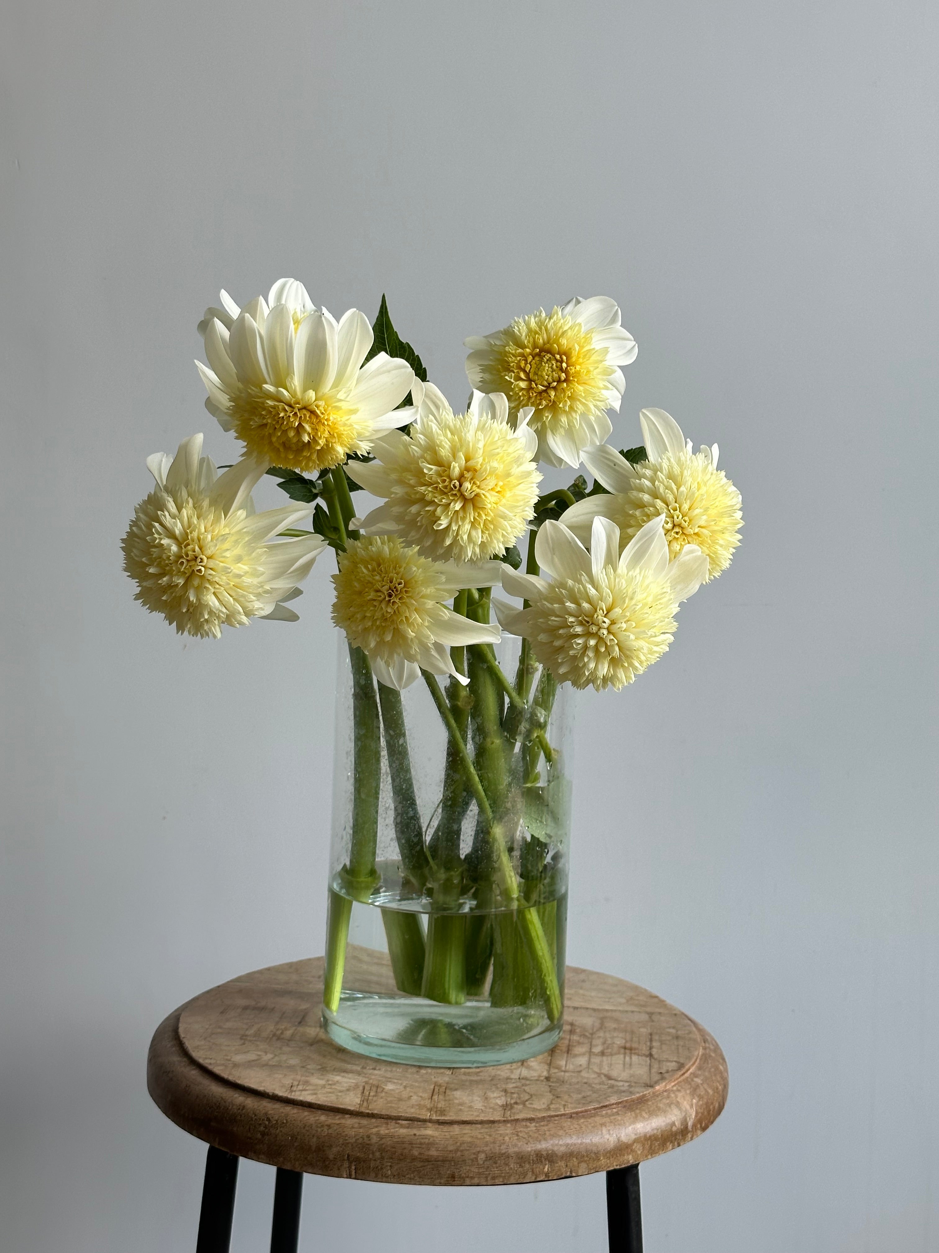 Dahlia Platinum Blonde / Fluffy Flower