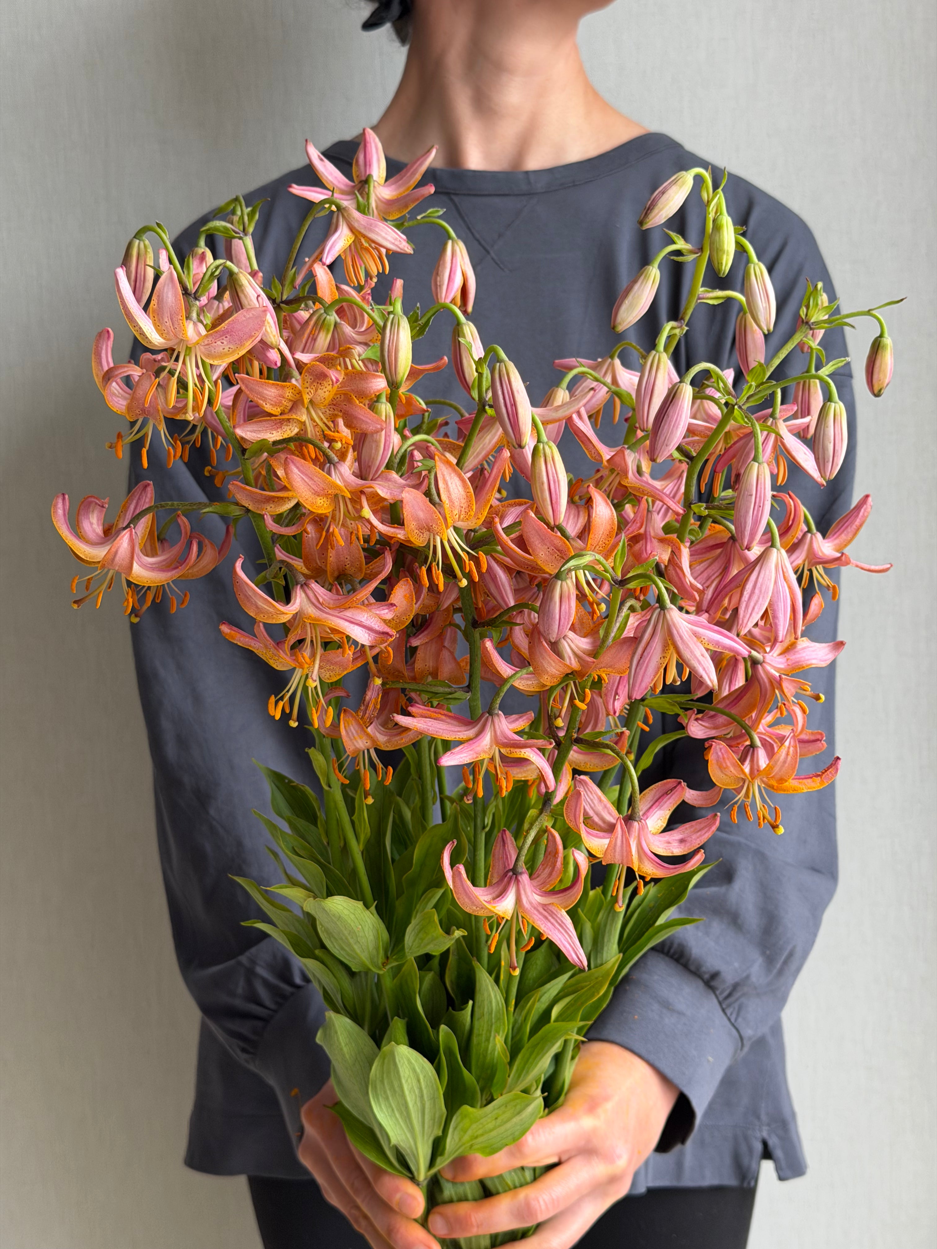 Martagon Lily Fairy Morning