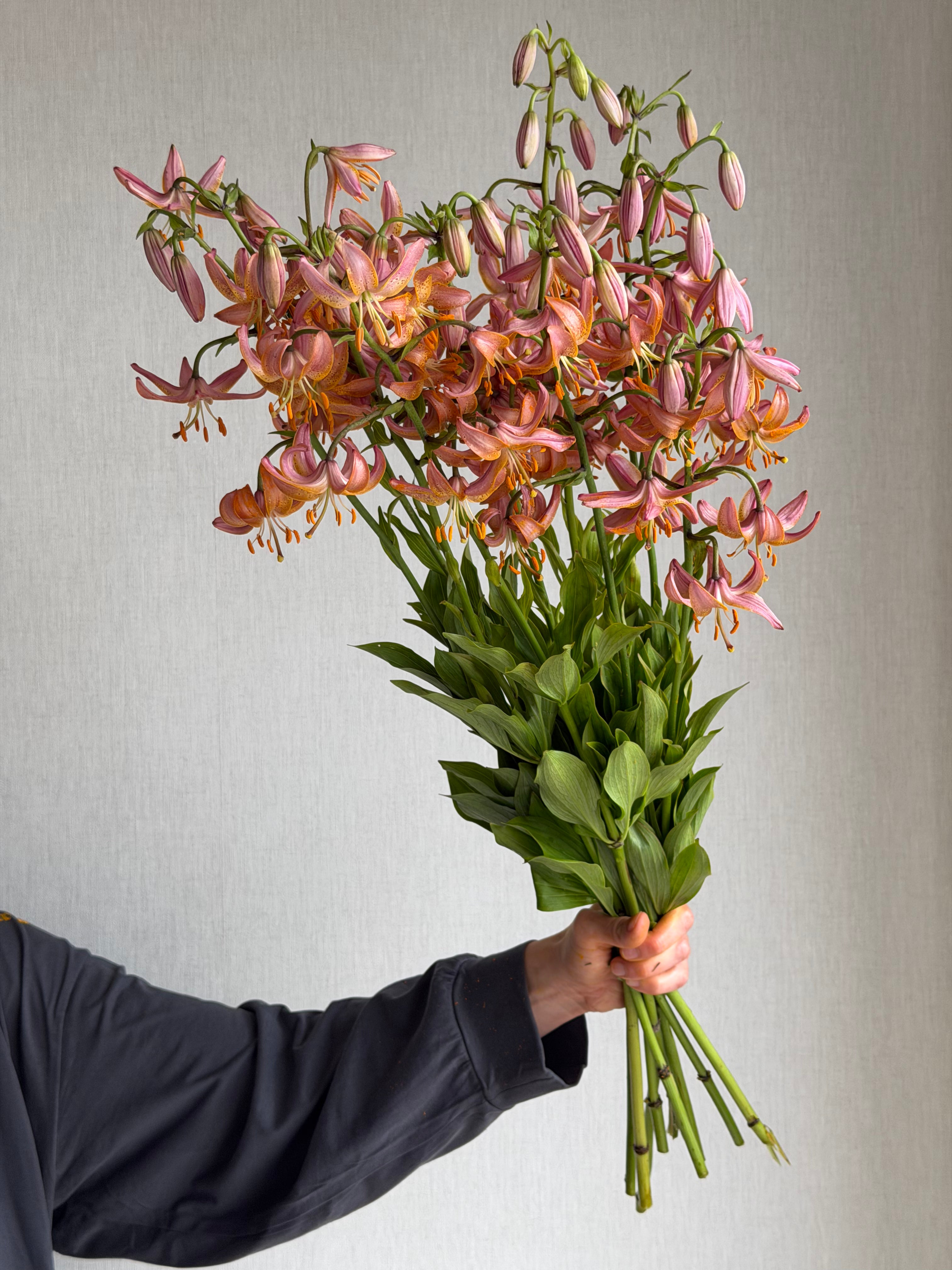 Martagon Lily Fairy Morning