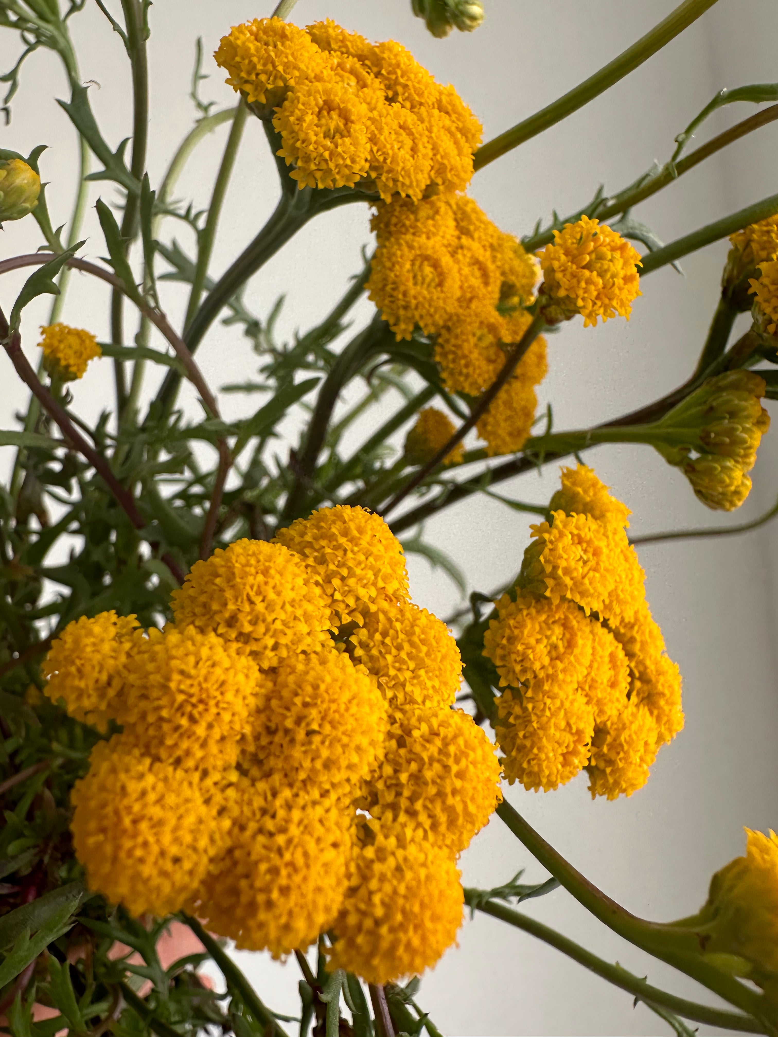 Lonas inodora