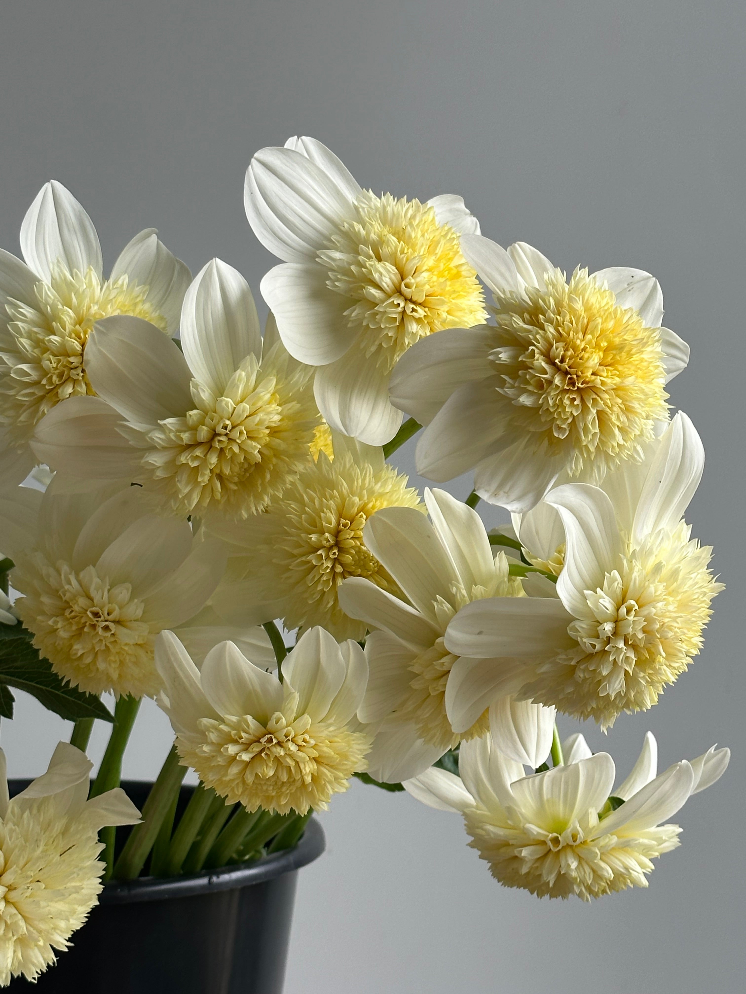 Dahlia Platinum Blonde / Fluffy Flower
