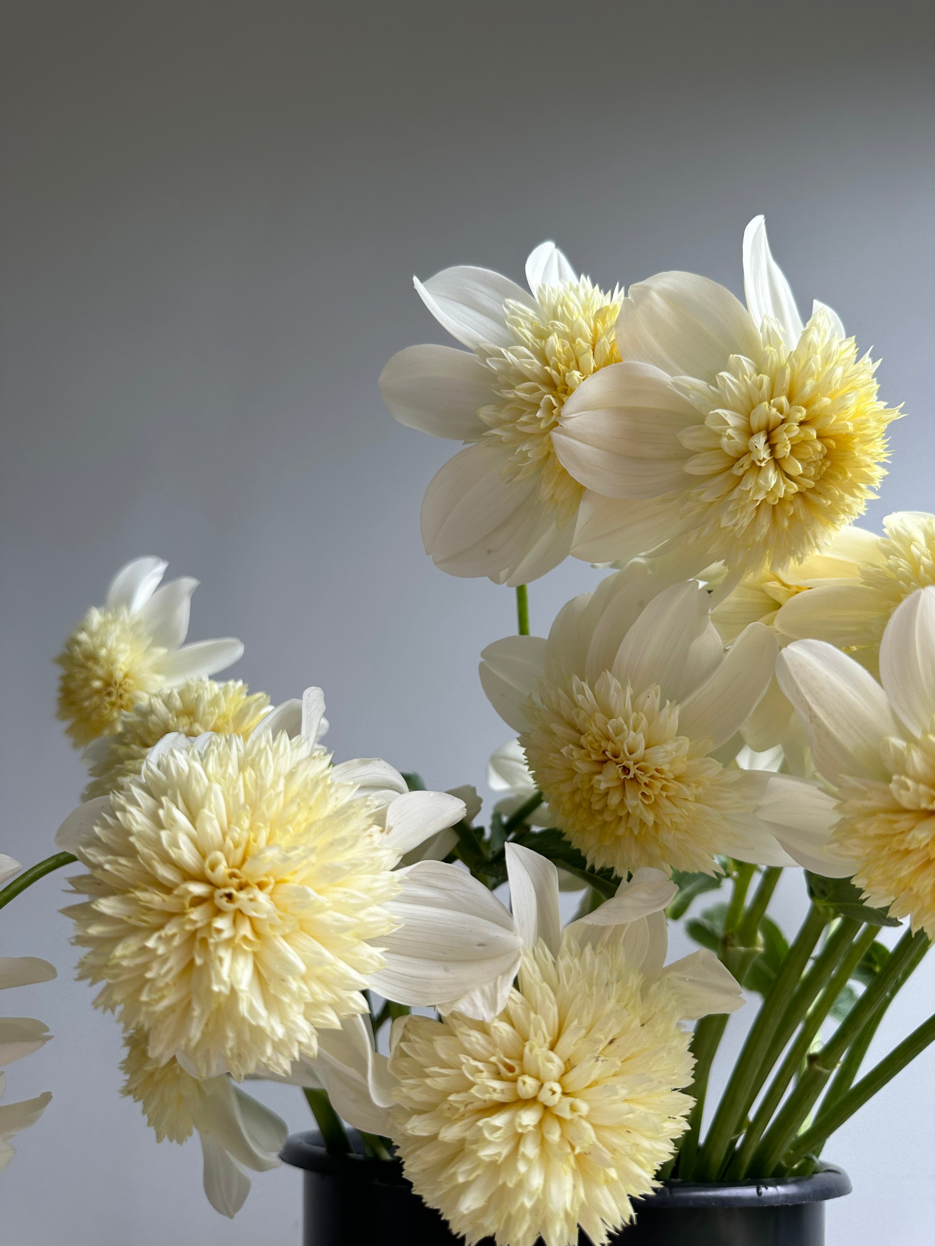 Dahlia Platinum Blonde / Fluffy Flower