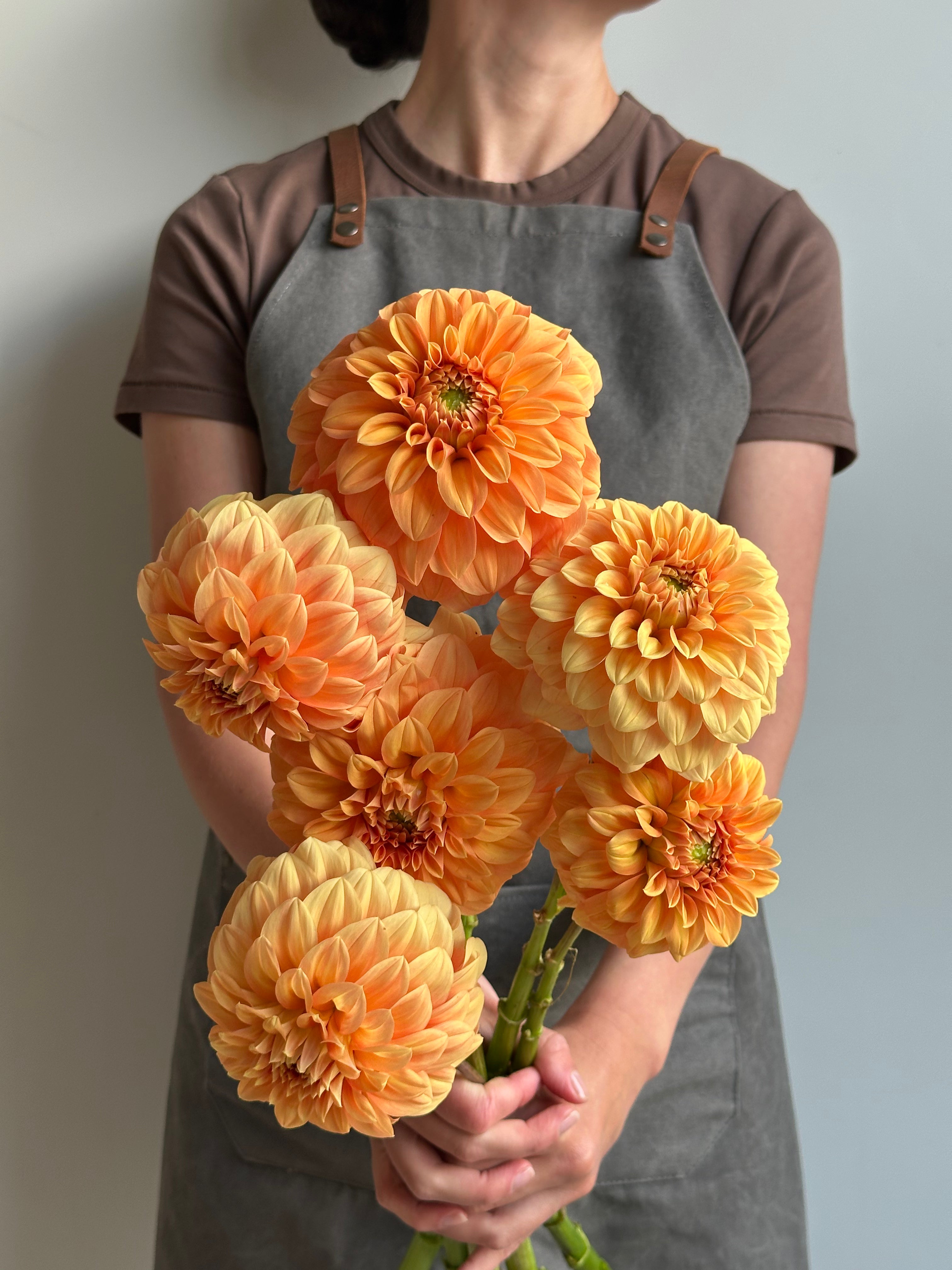 Dahlia Garden Jubilee