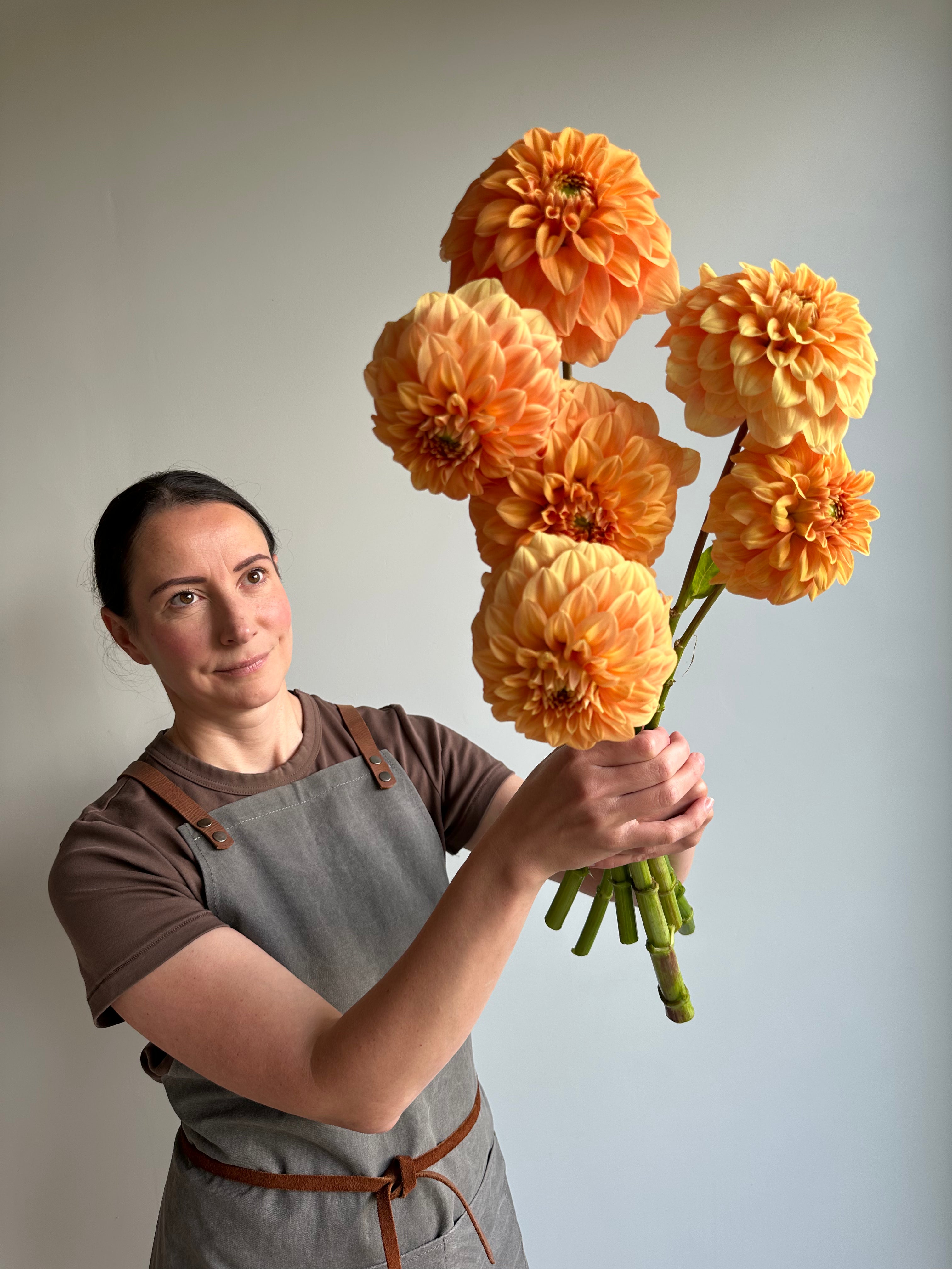 Dahlia Garden Jubilee