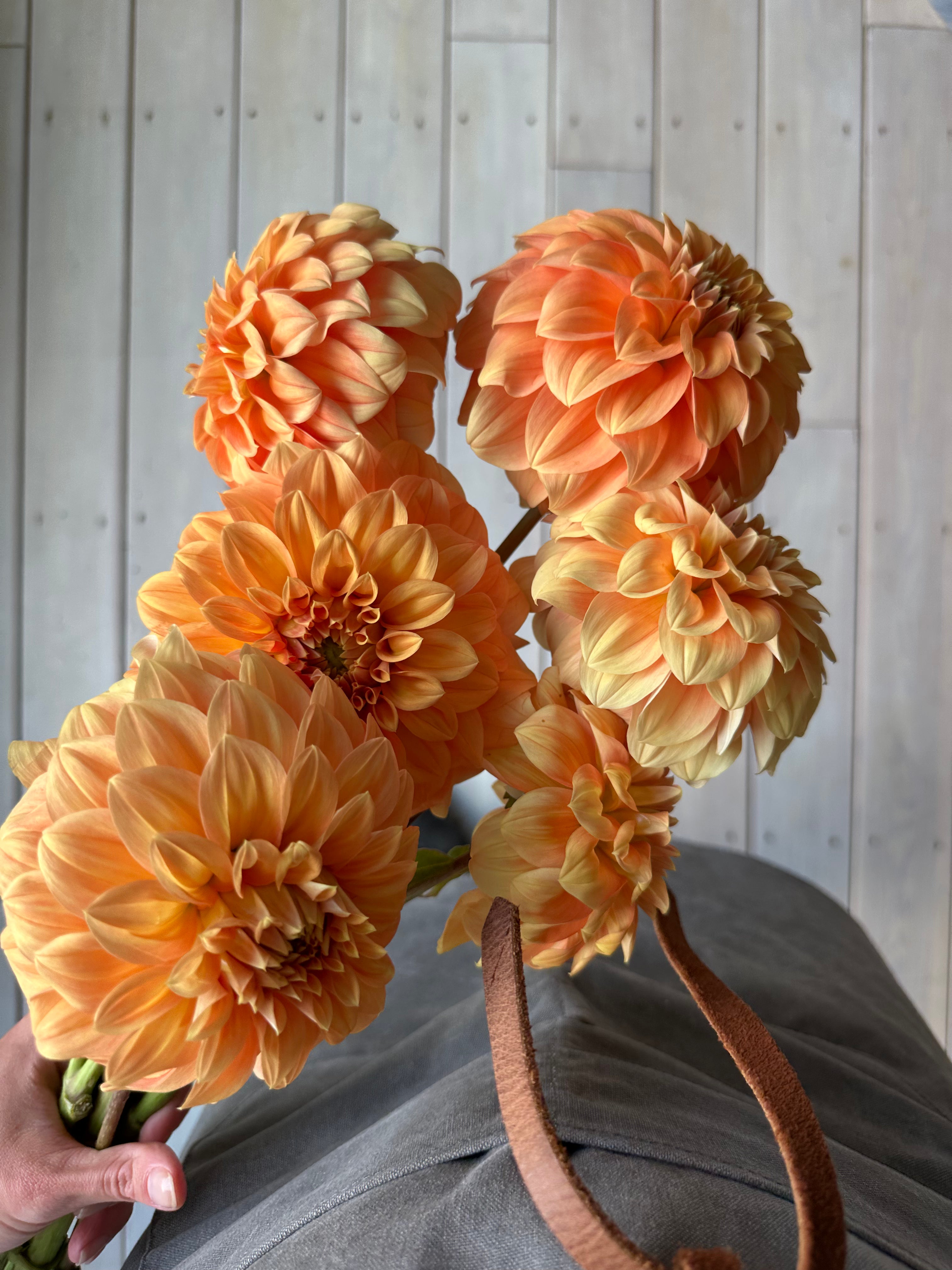 Dahlia Garden Jubilee