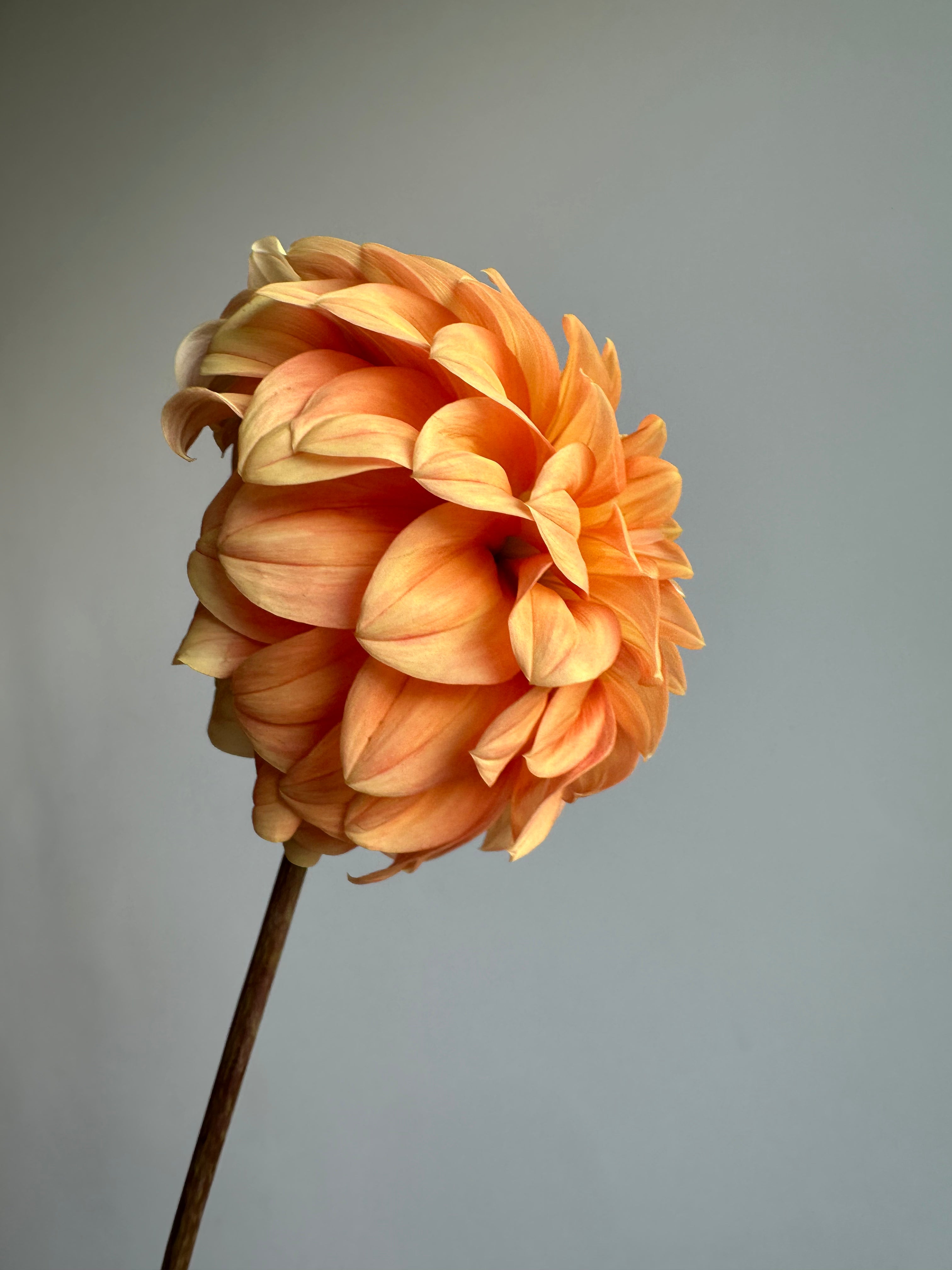 Dahlia Garden Jubilee