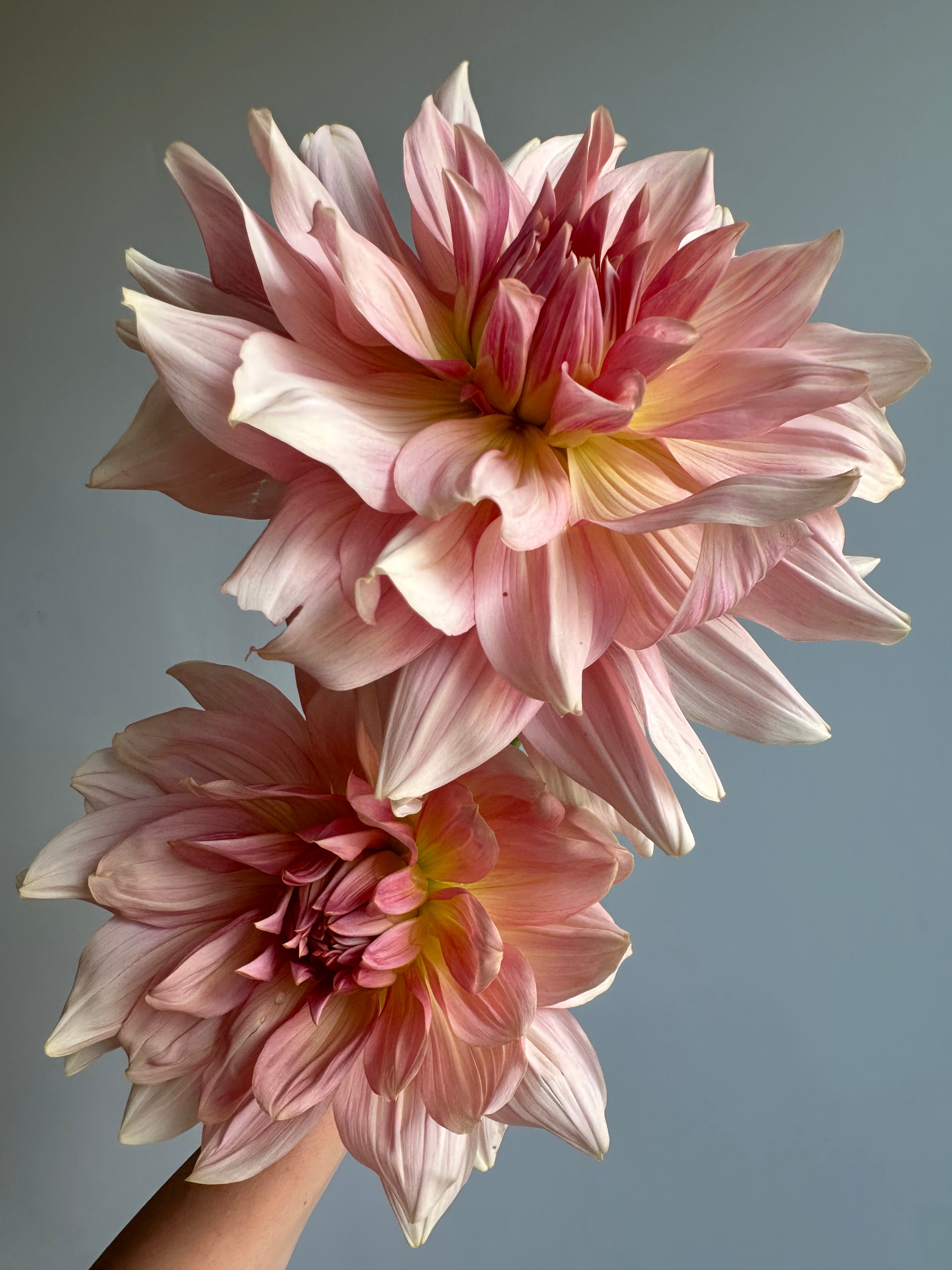 Dahlia Fairway Pilot