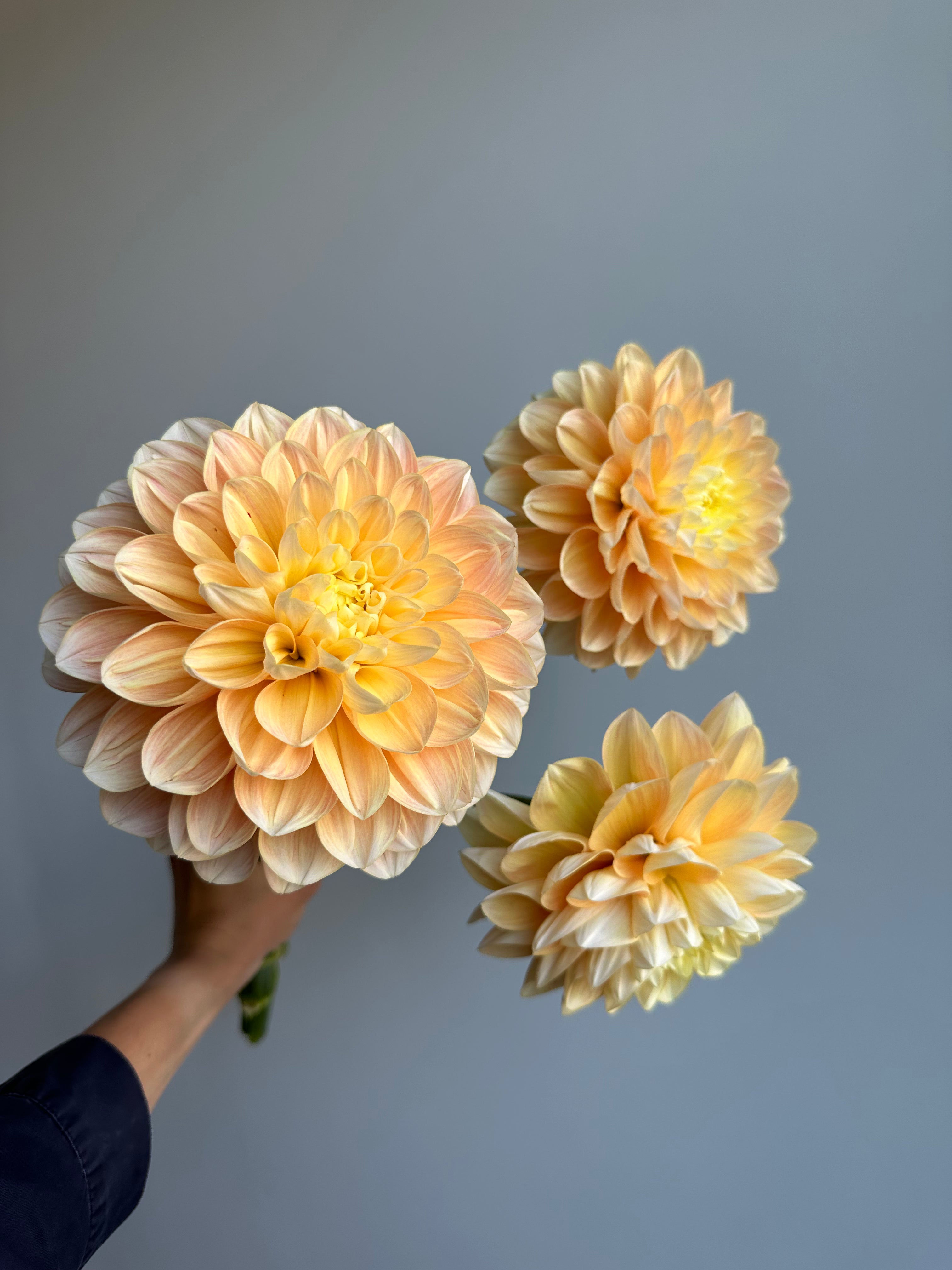Dahlia Honey Dew