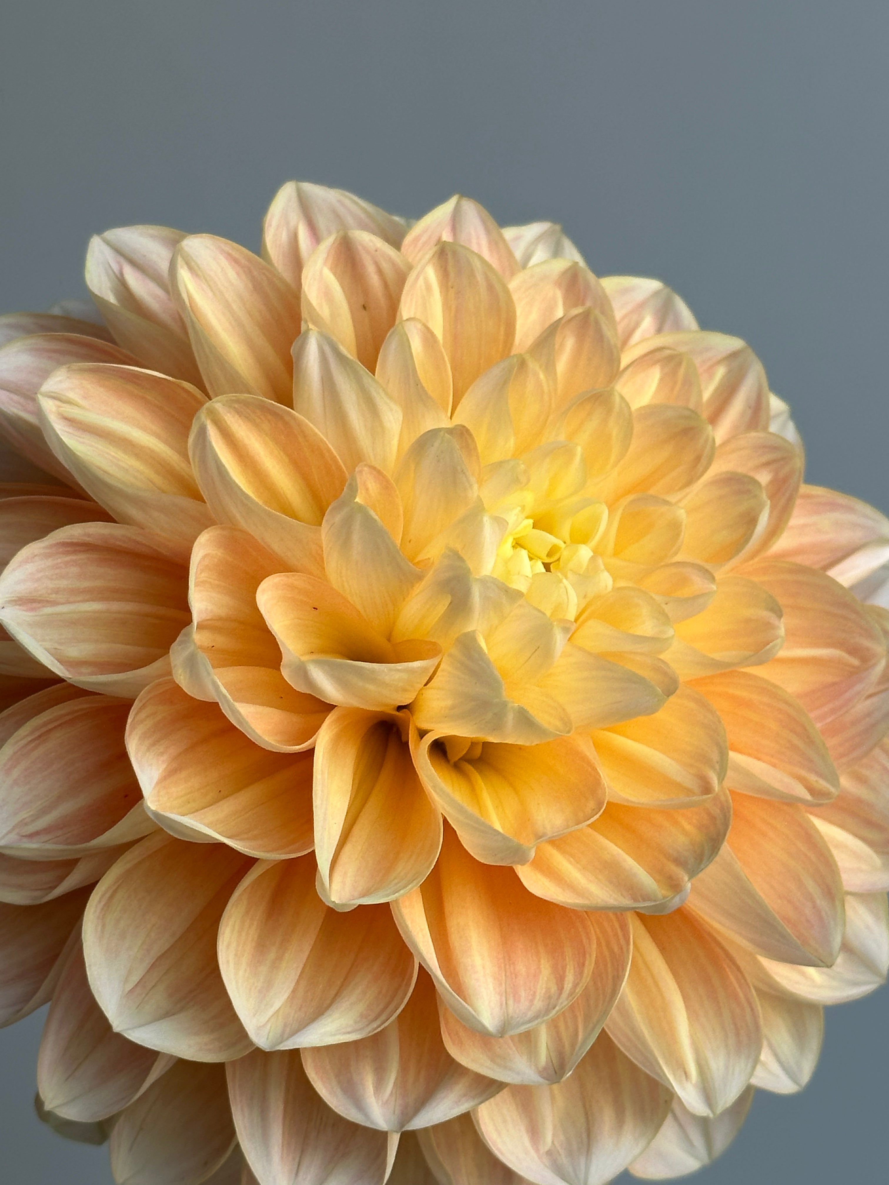 Dahlia Honey Dew