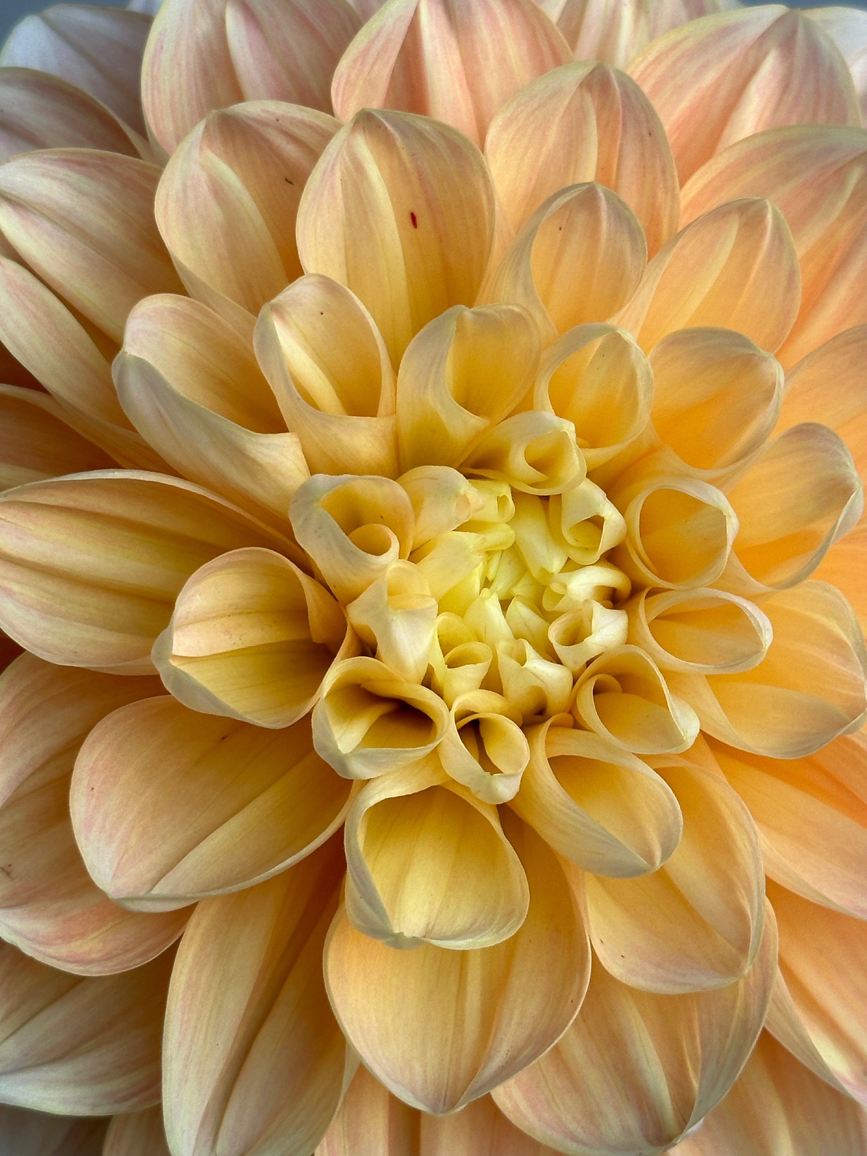 Dahlia Honey Dew