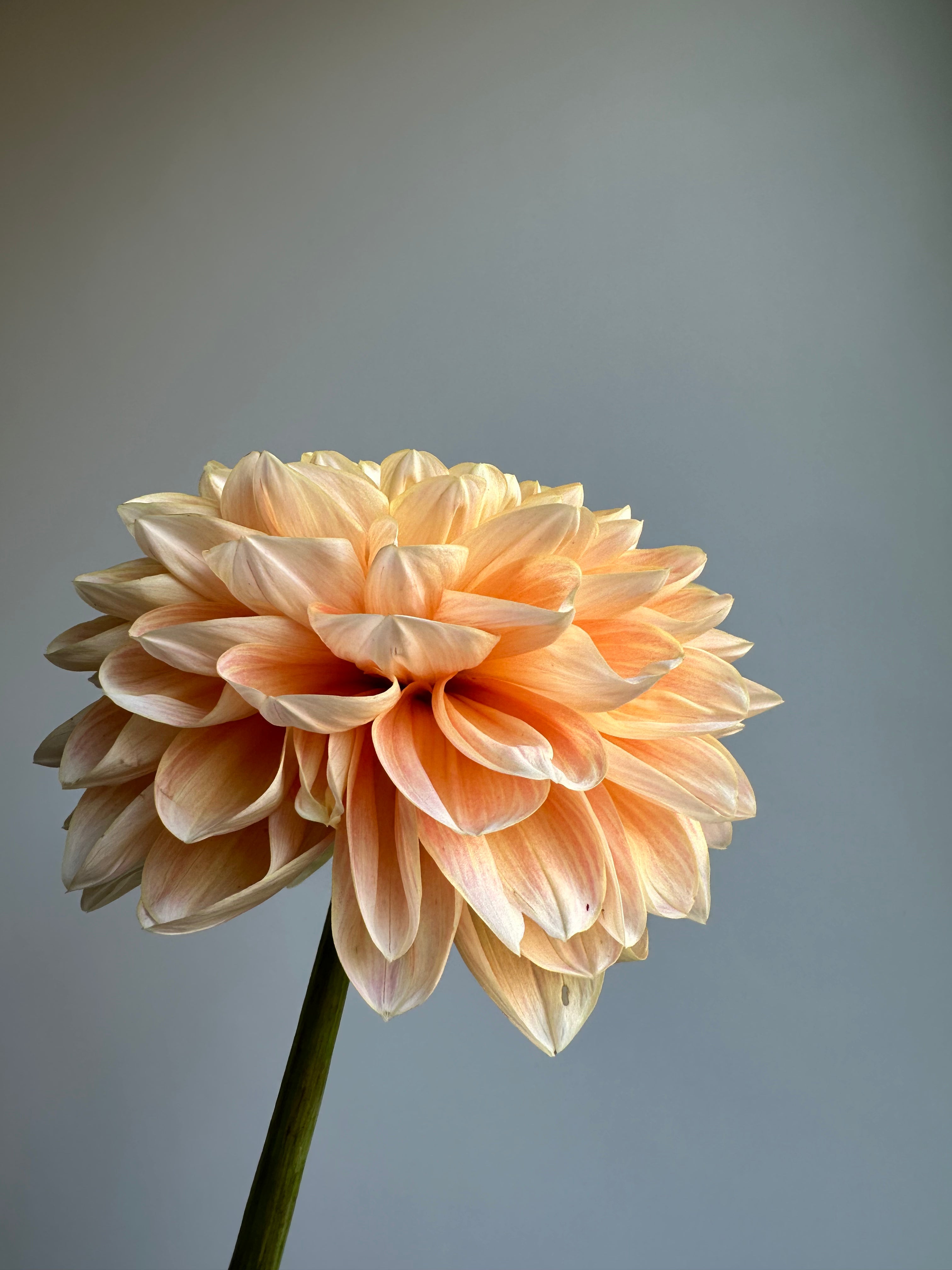 Dahlia Honey Dew