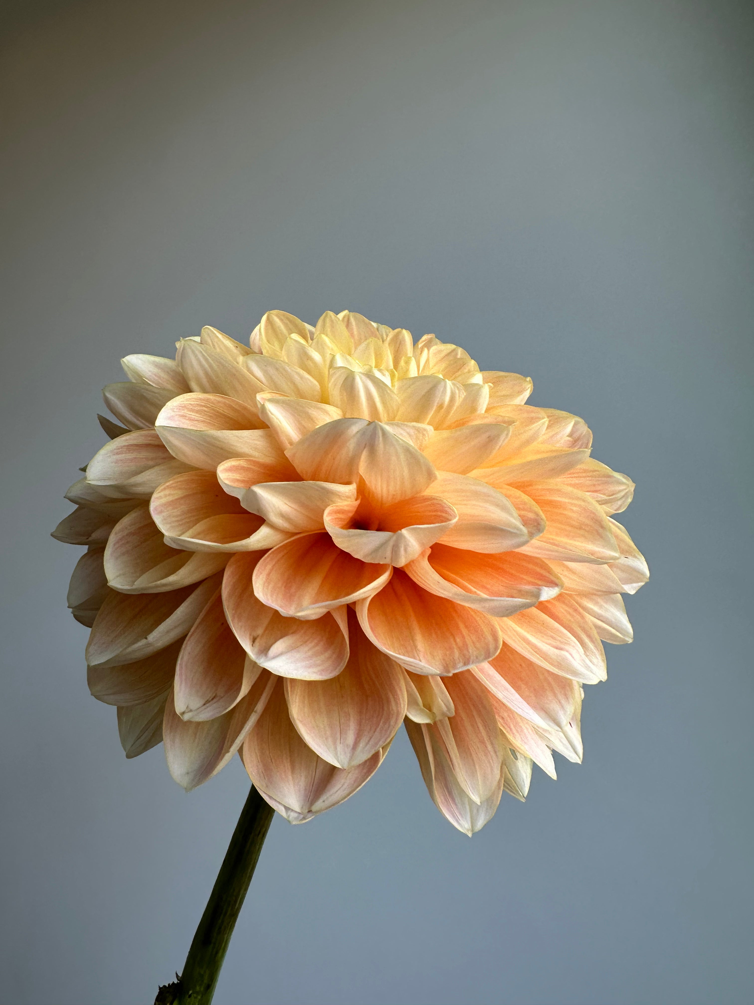 Dahlia Honey Dew