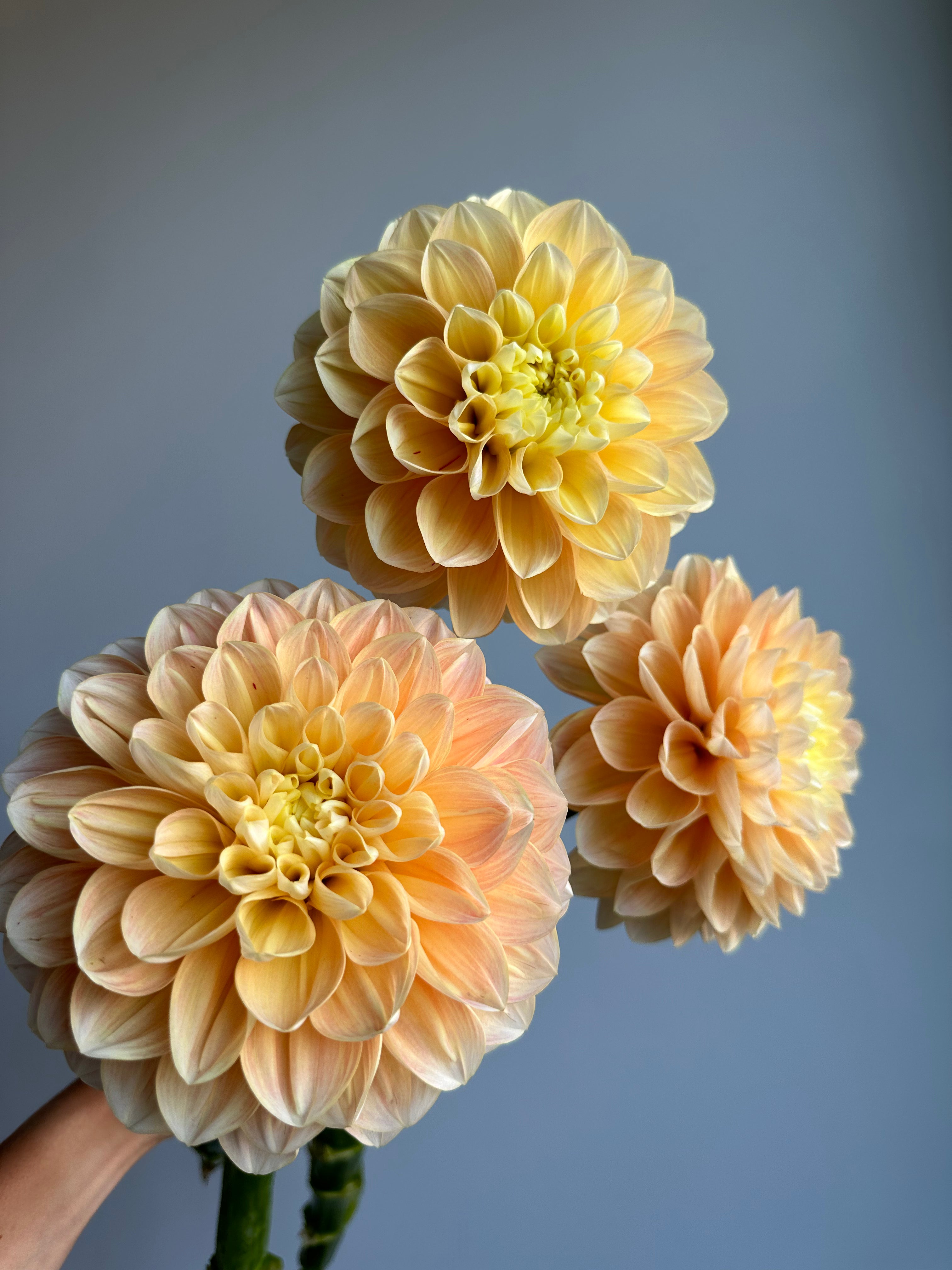 Dahlia Honey Dew