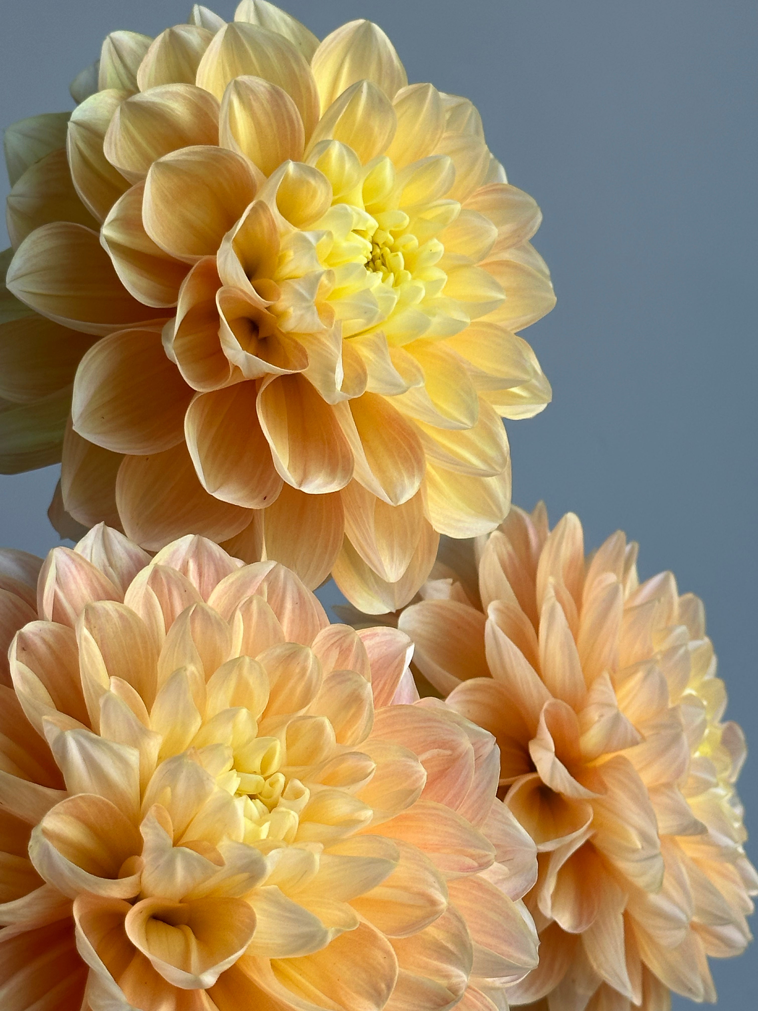 Dahlia Honey Dew