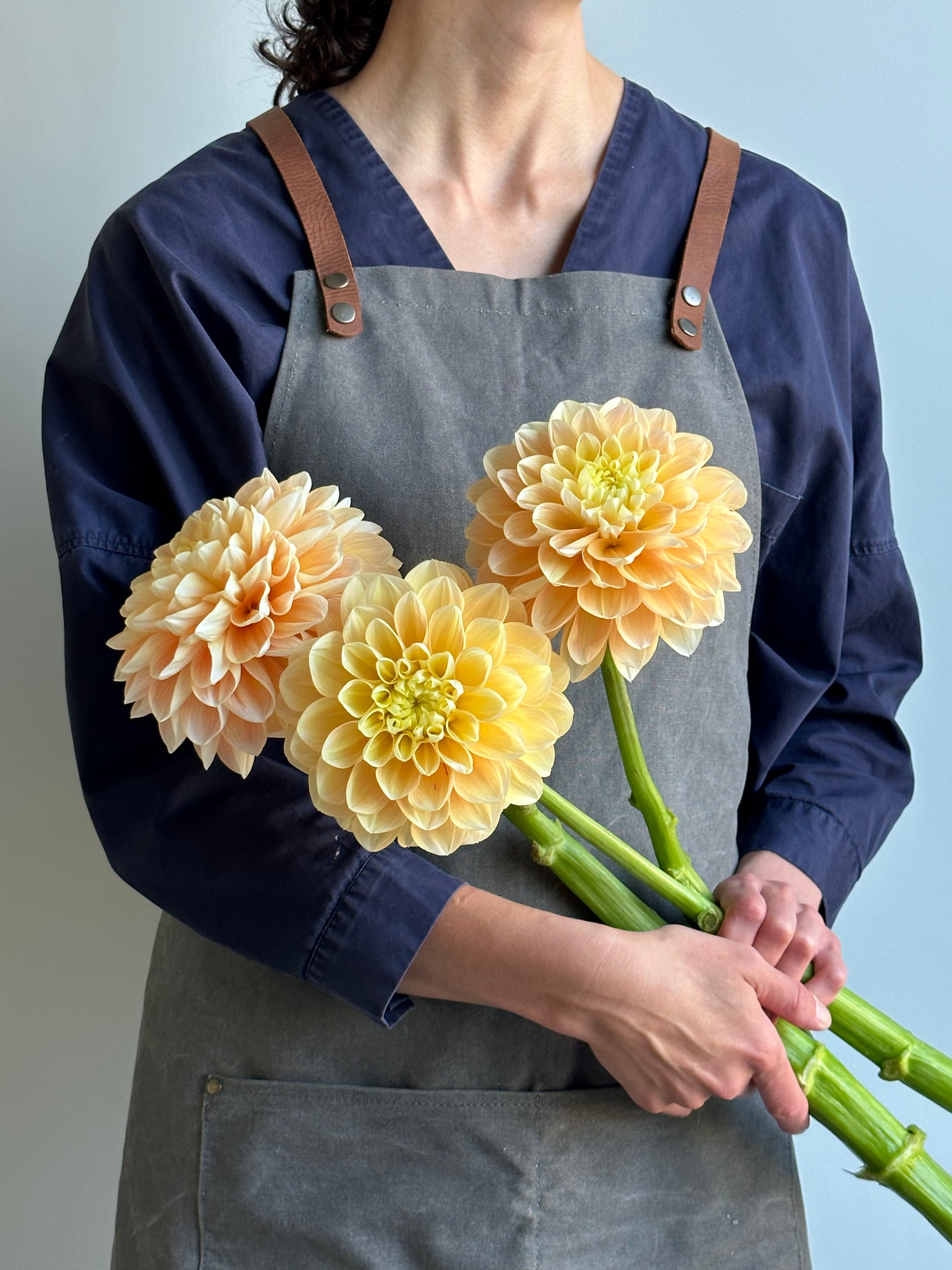Dahlia Honey Dew