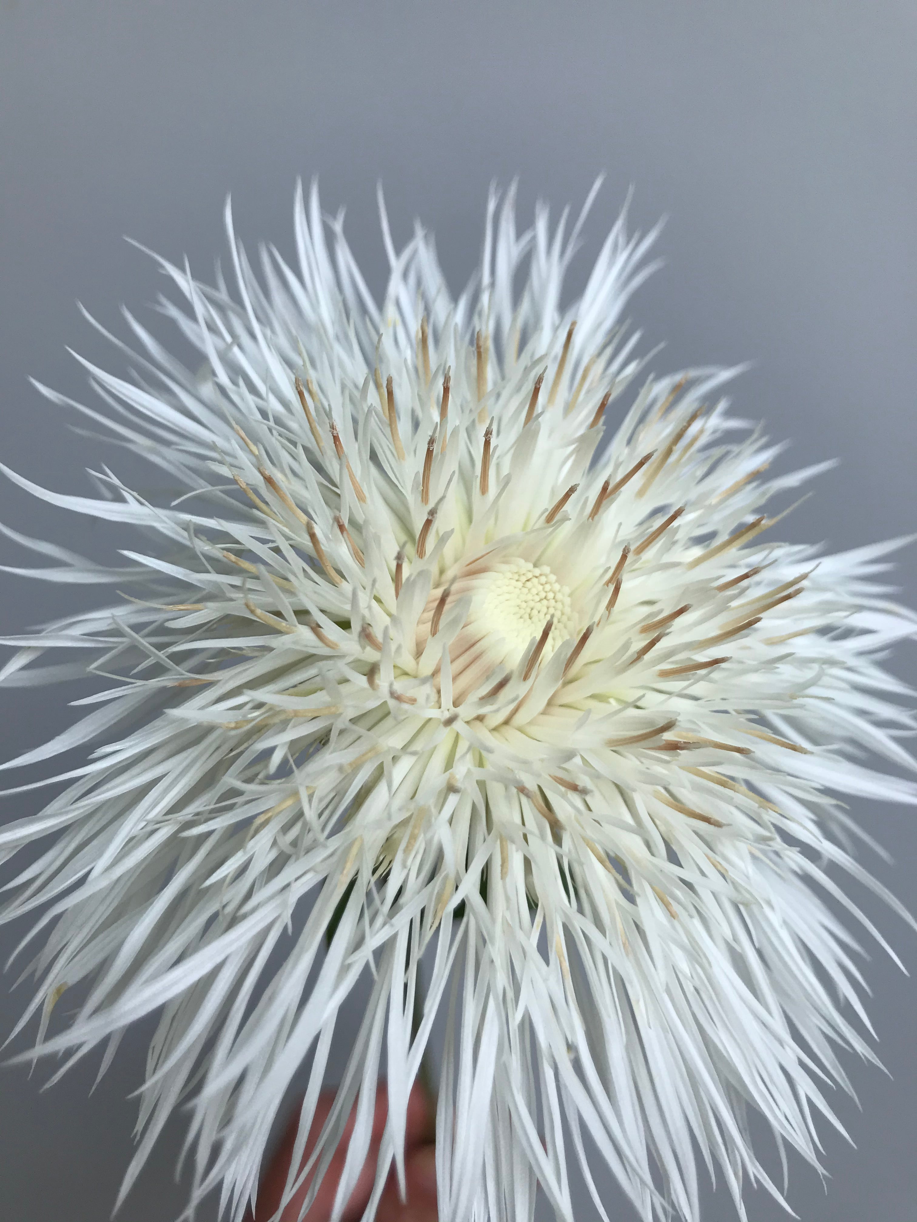 Centaurea Aloha Blanca