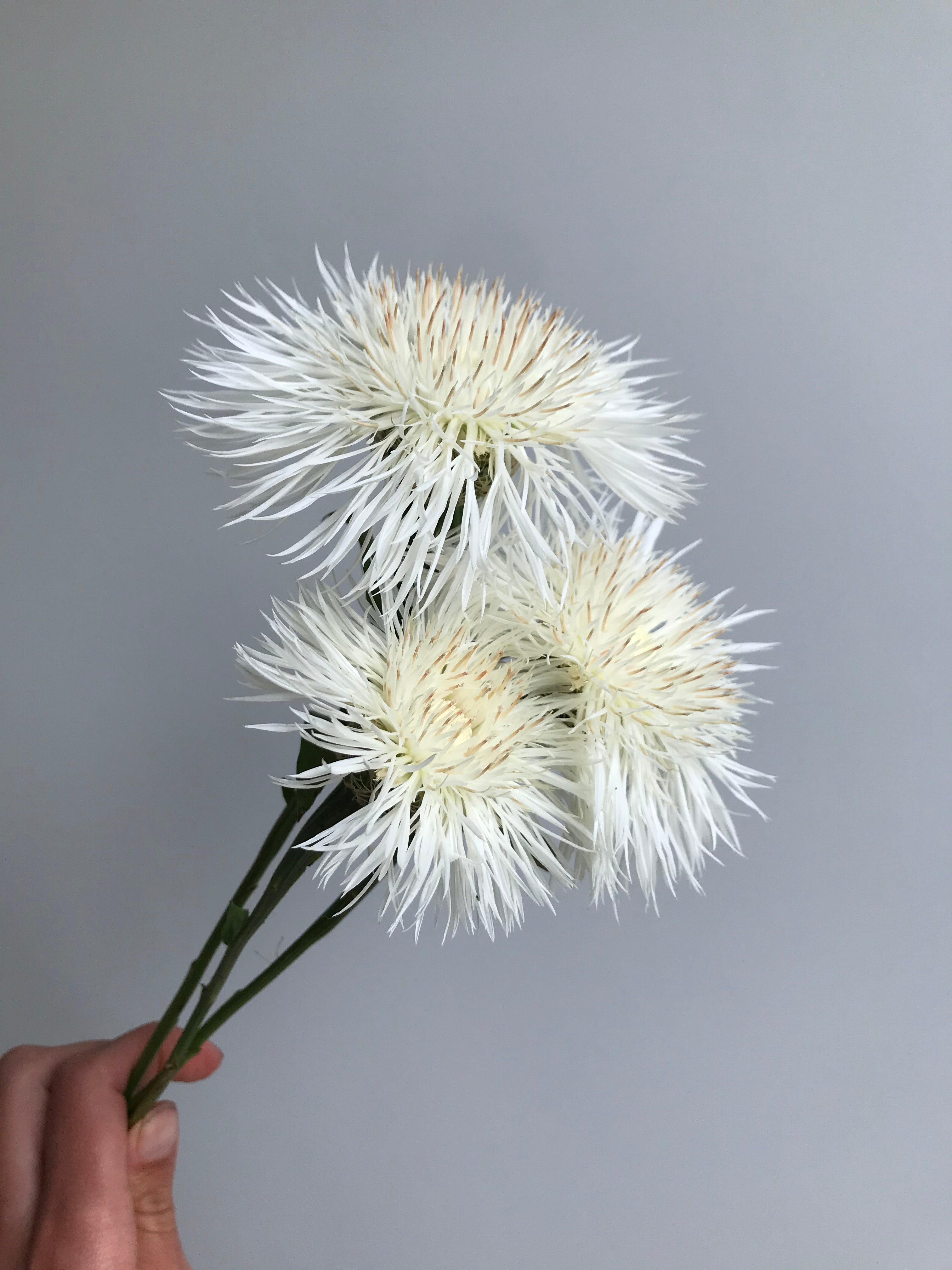 Centaurea Aloha Blanca