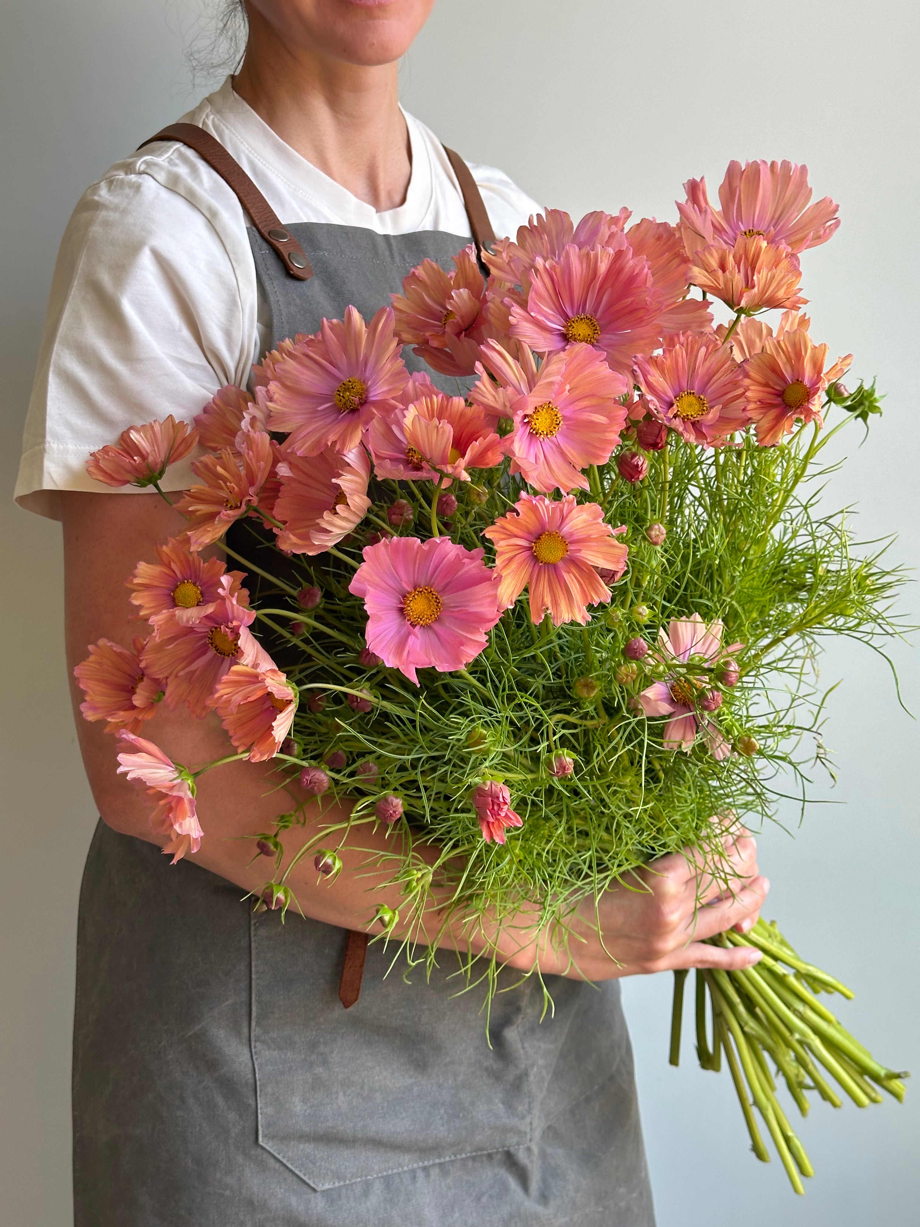 Cosmos Apricotta