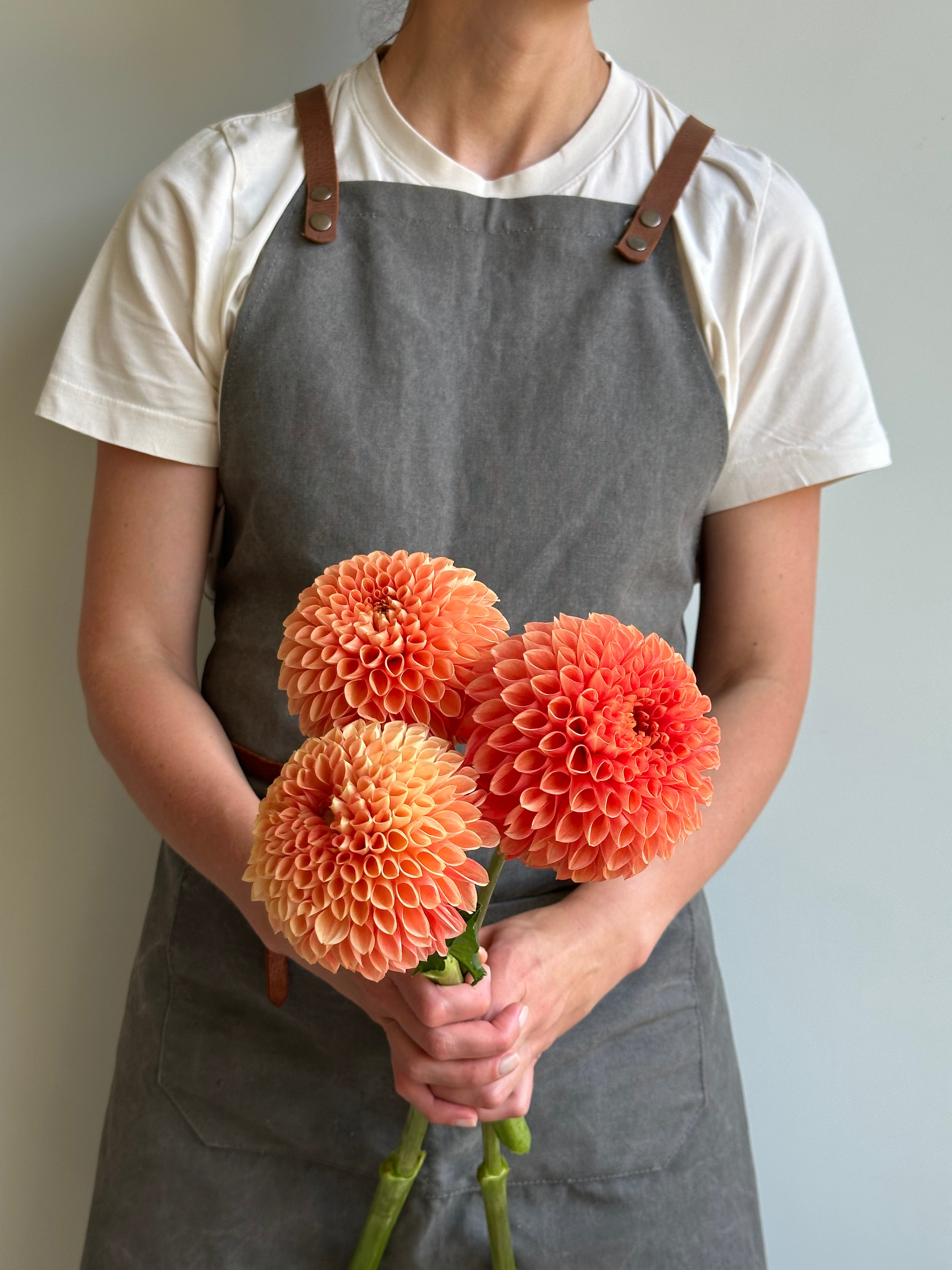 Dahlia Jowey Linda