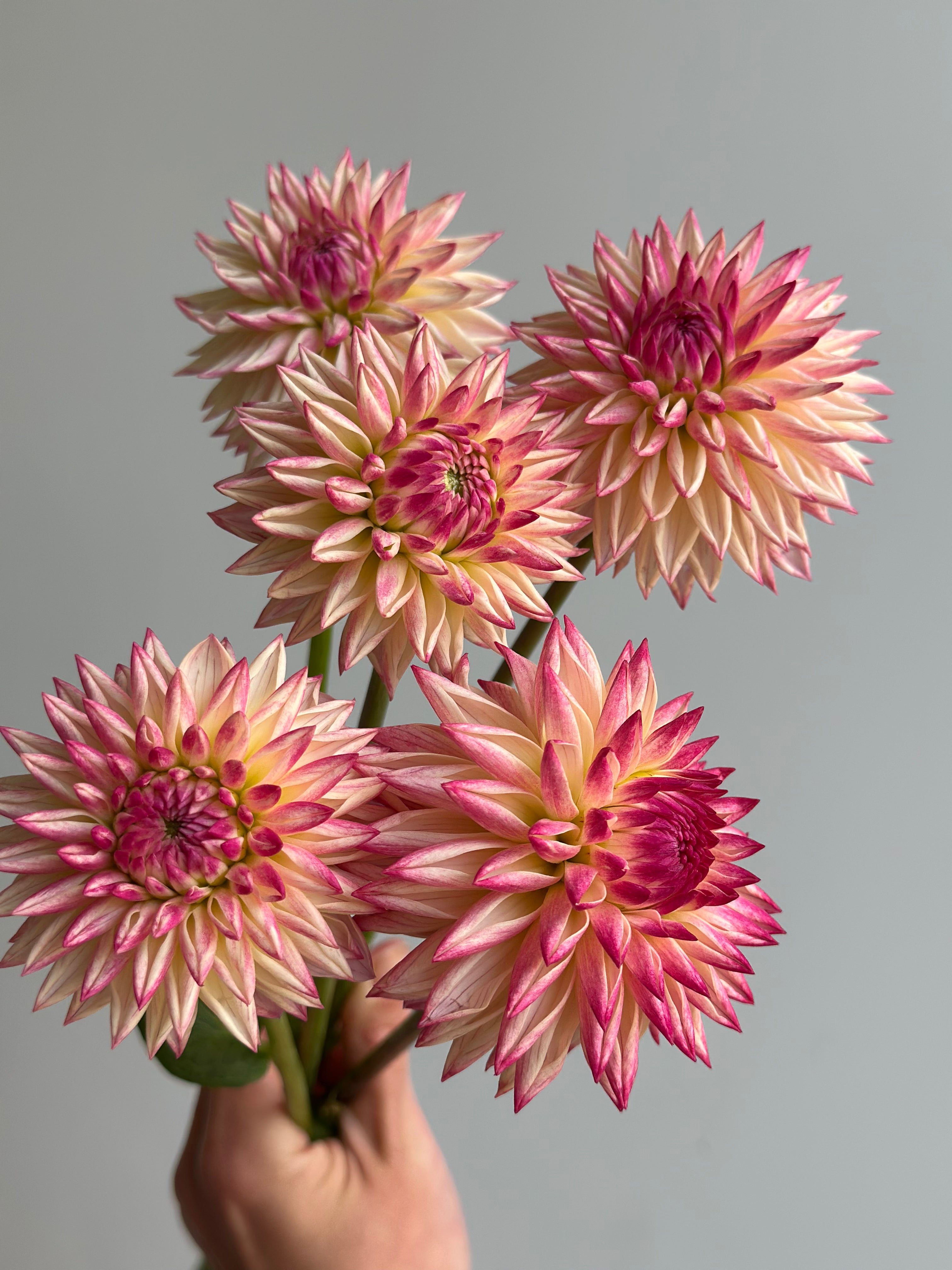 Dahlia Valley Porcupine