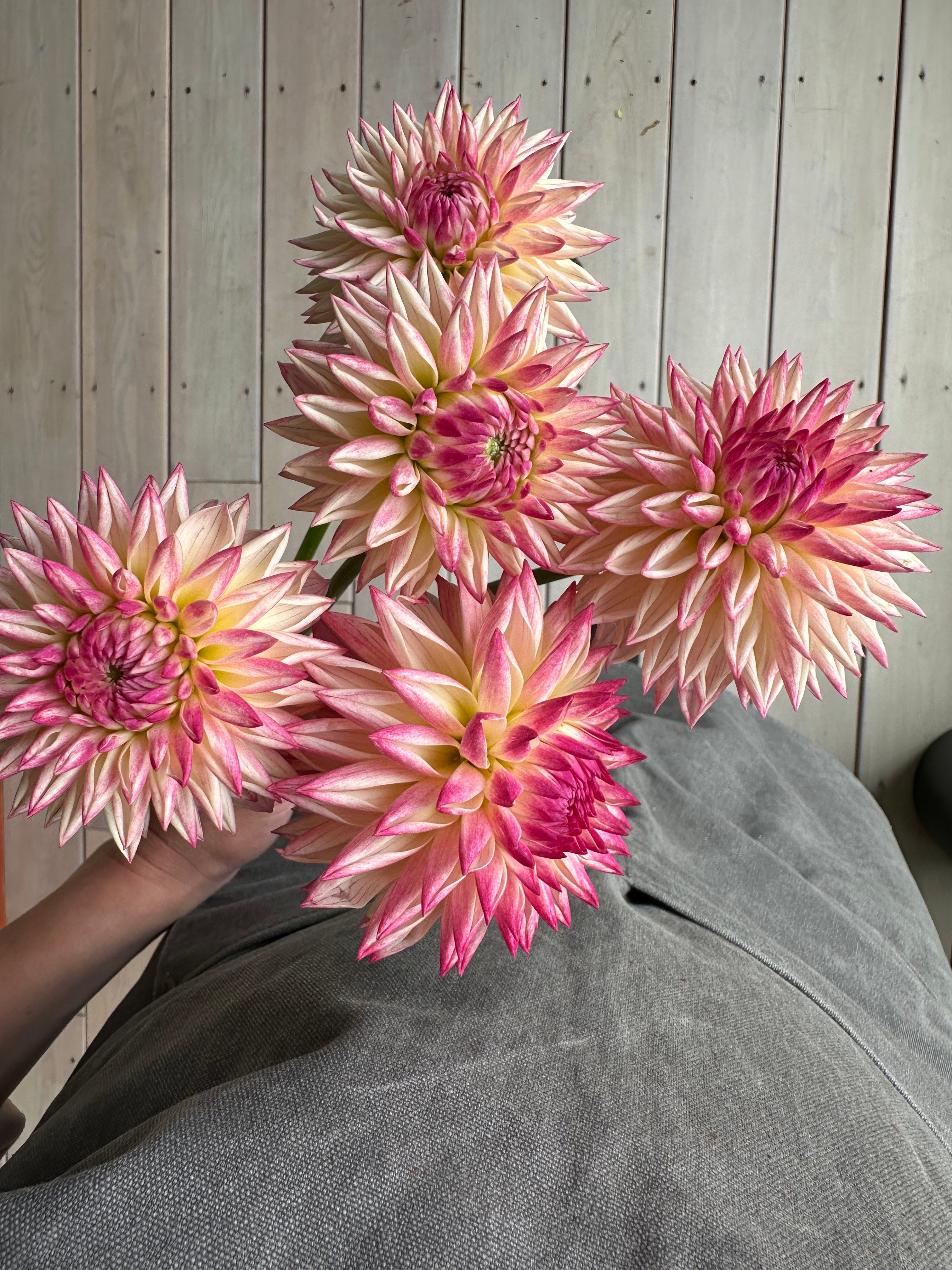 Dahlia Valley Porcupine