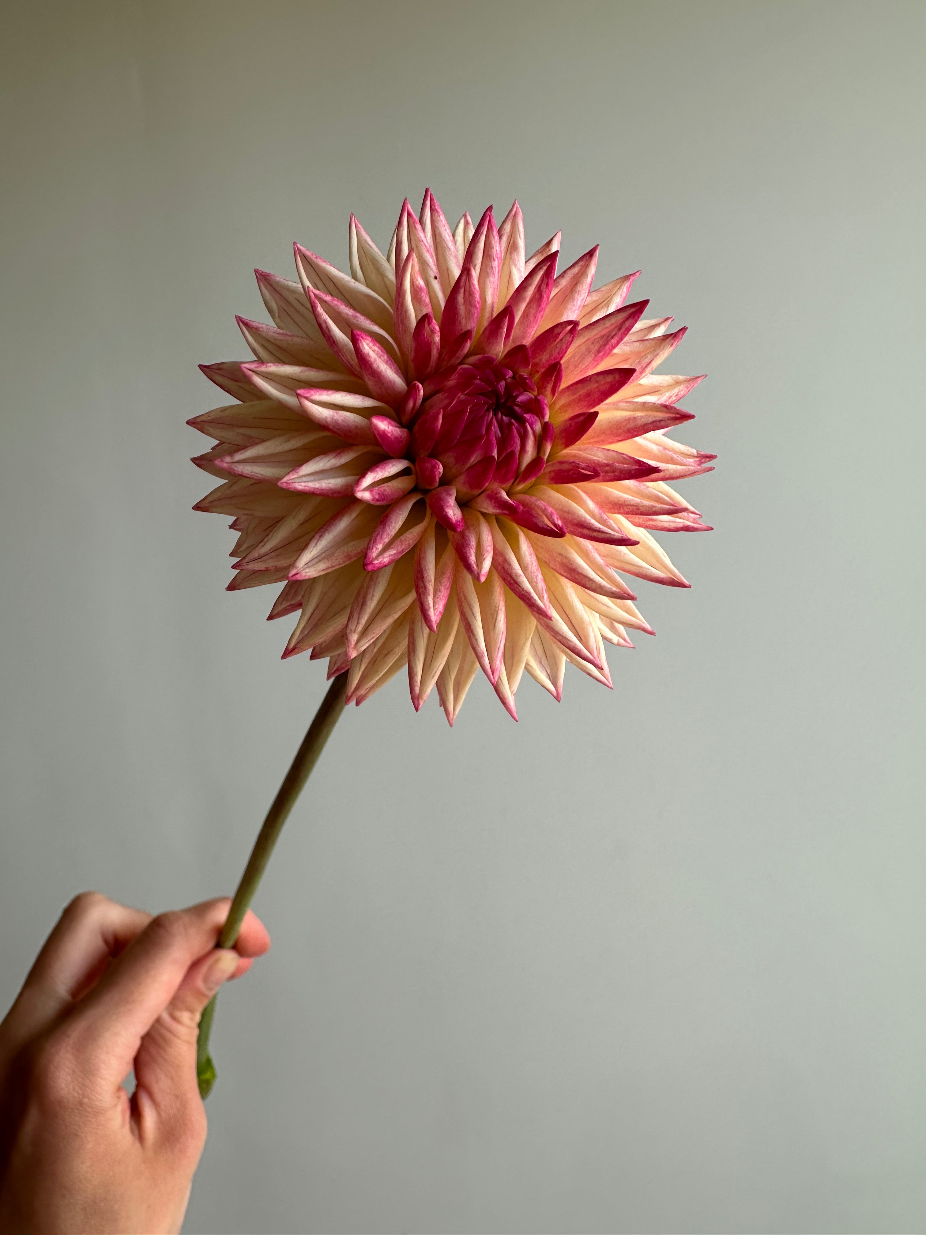 Dahlia Valley Porcupine