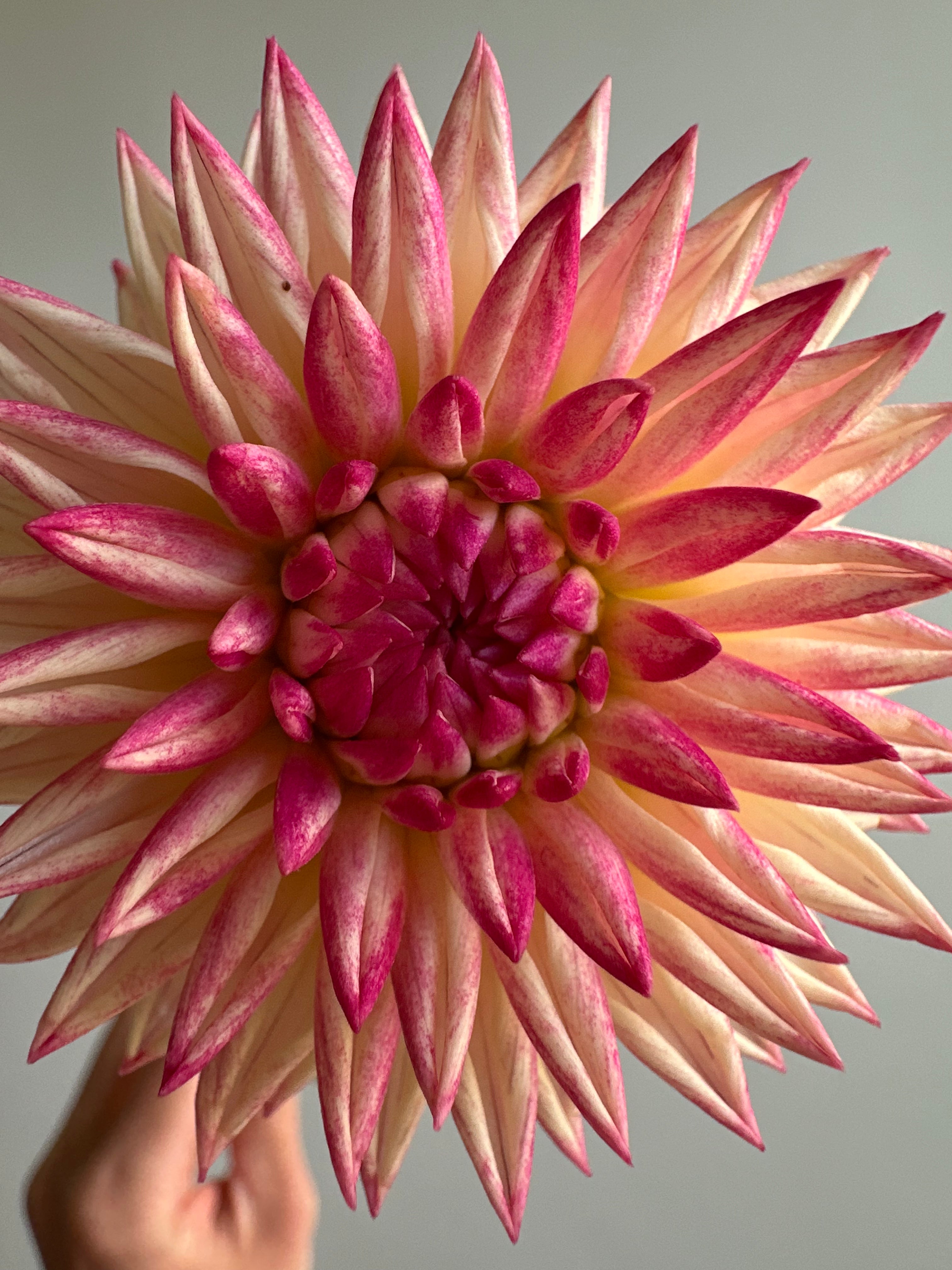 Dahlia Valley Porcupine