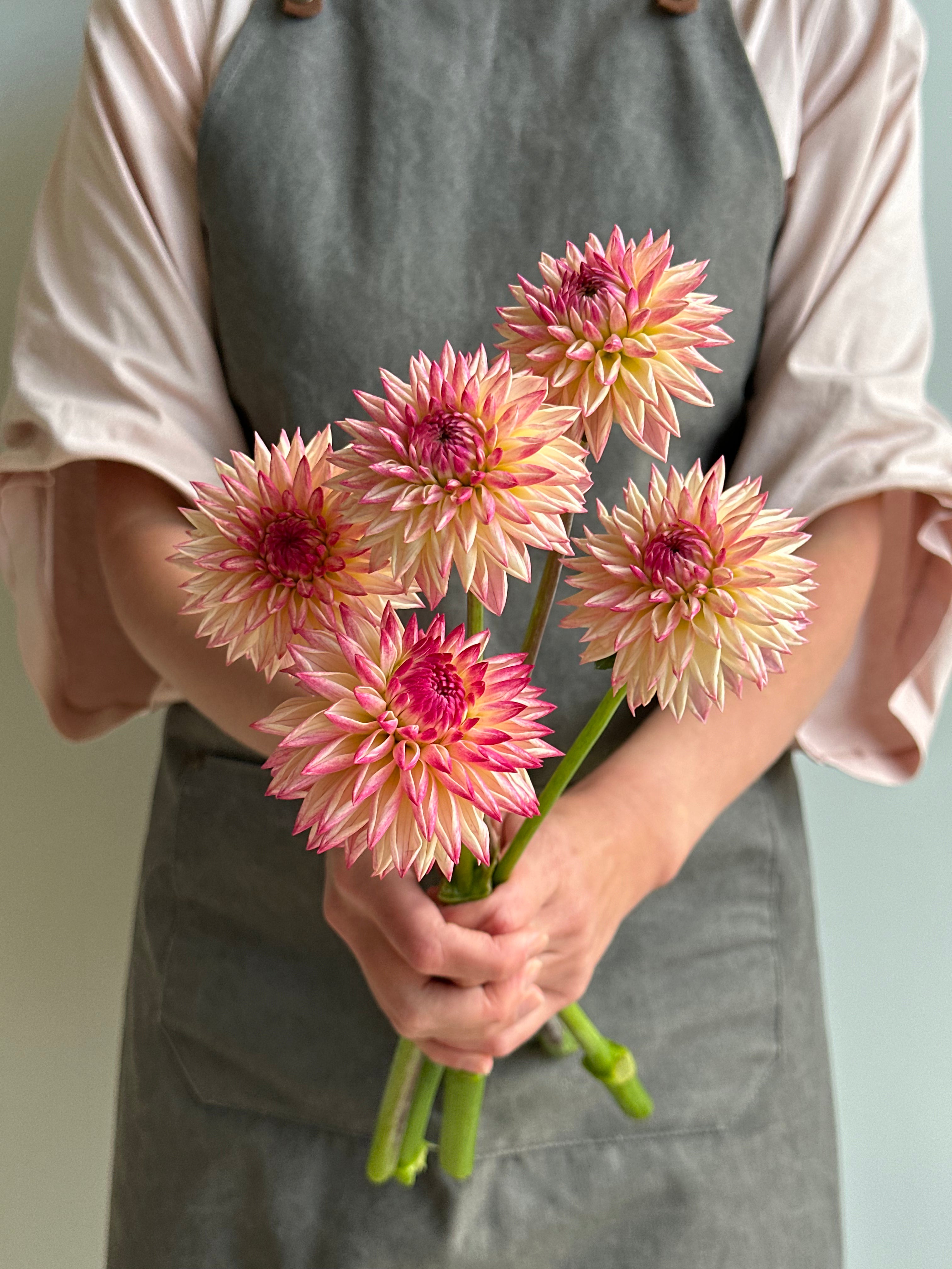 Dahlia Valley Porcupine