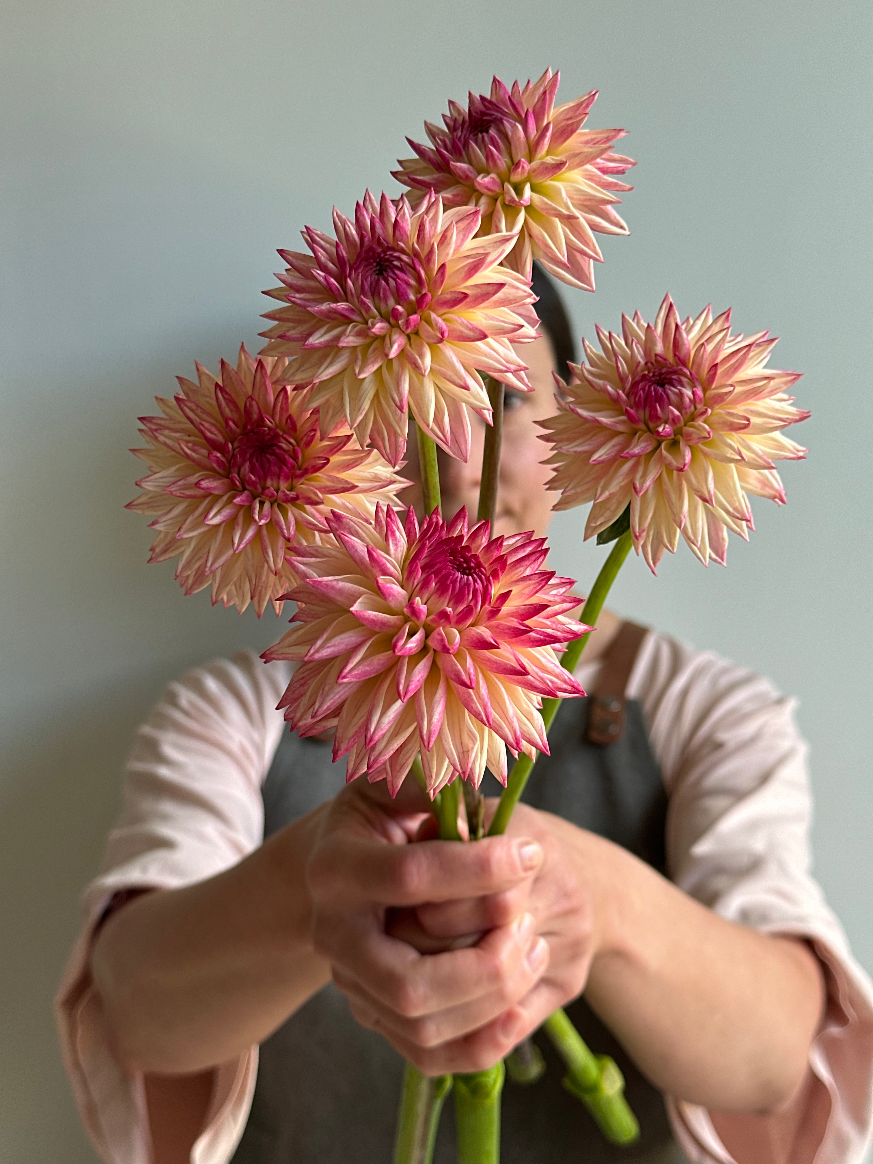 Dahlia Valley Porcupine