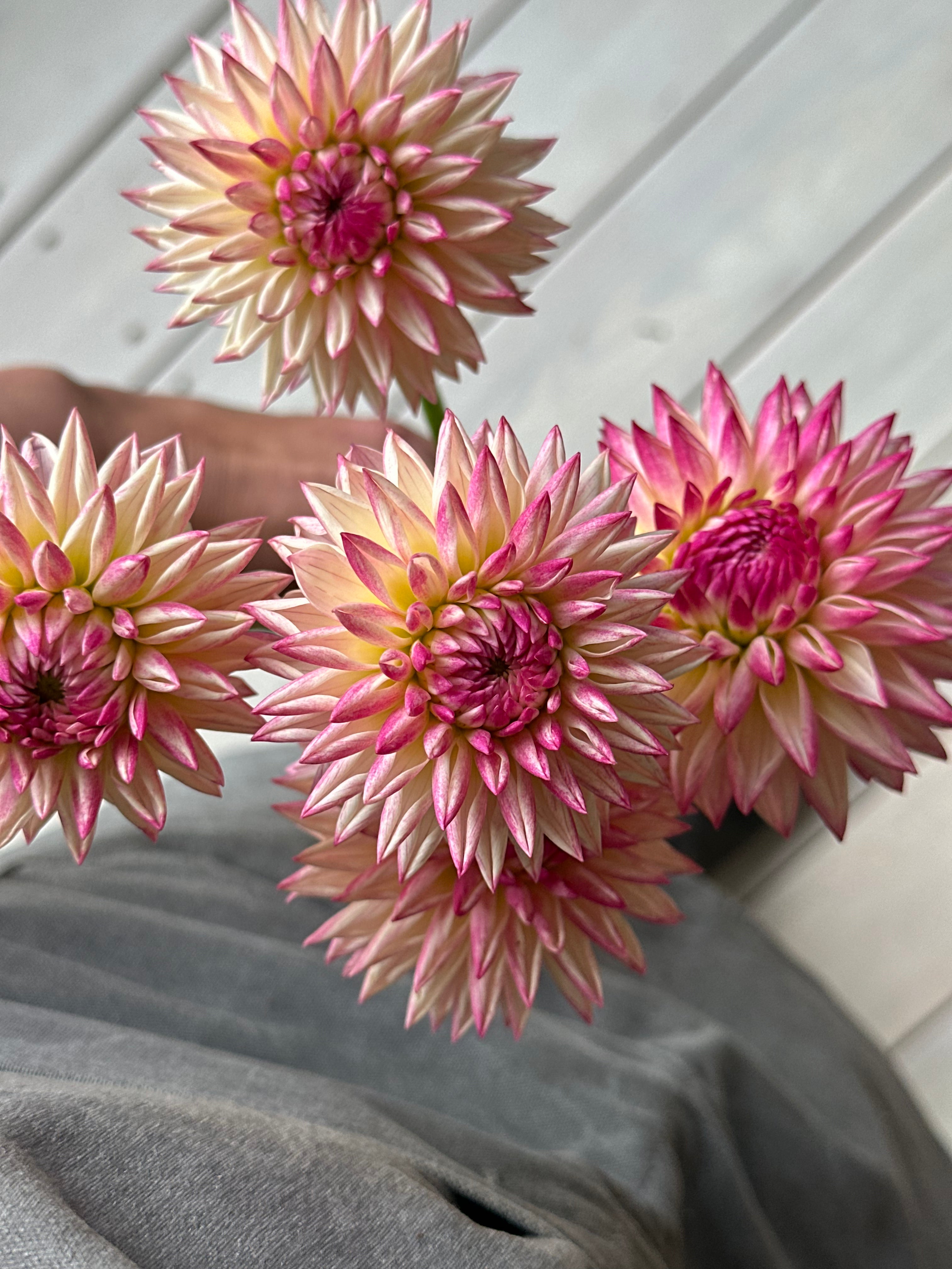 Dahlia Valley Porcupine