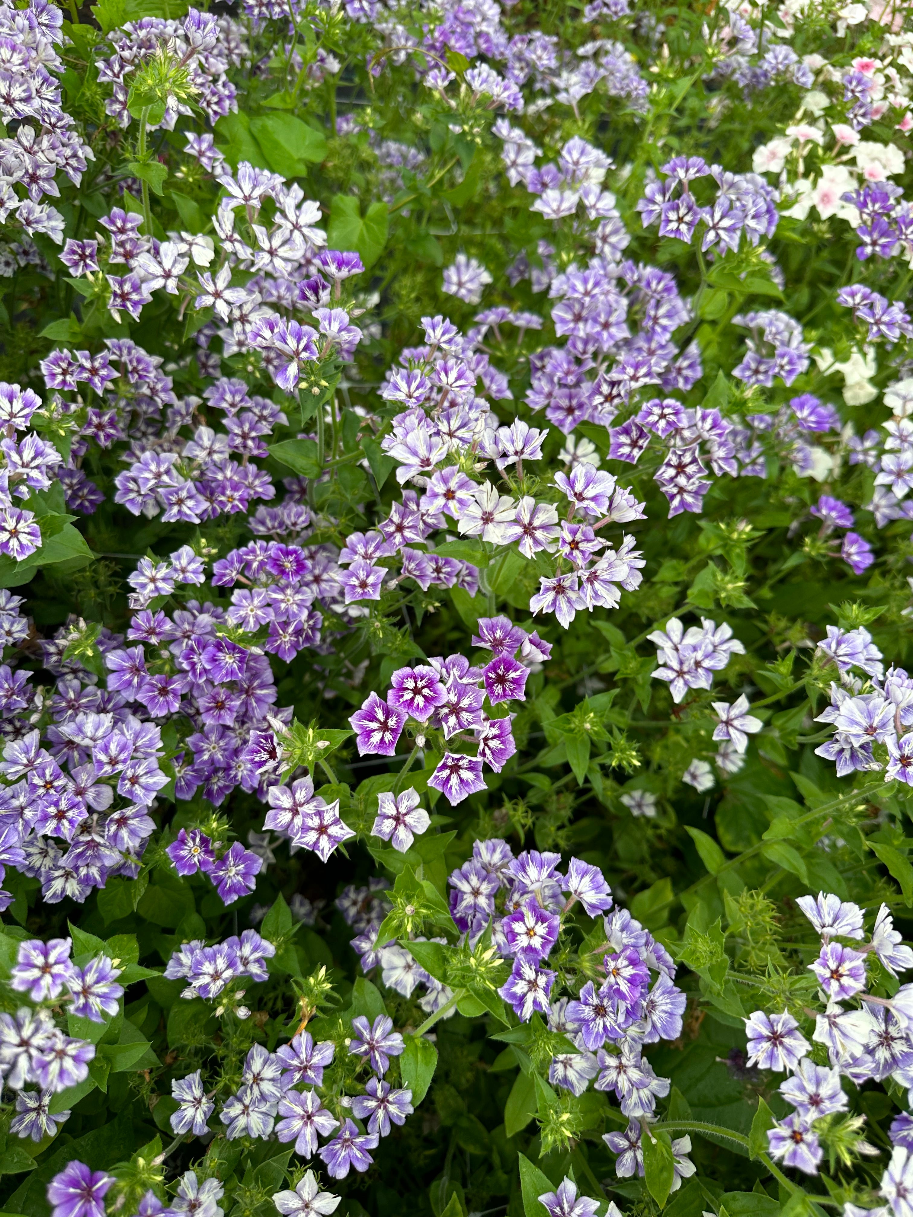 Phlox Sugar Stars
