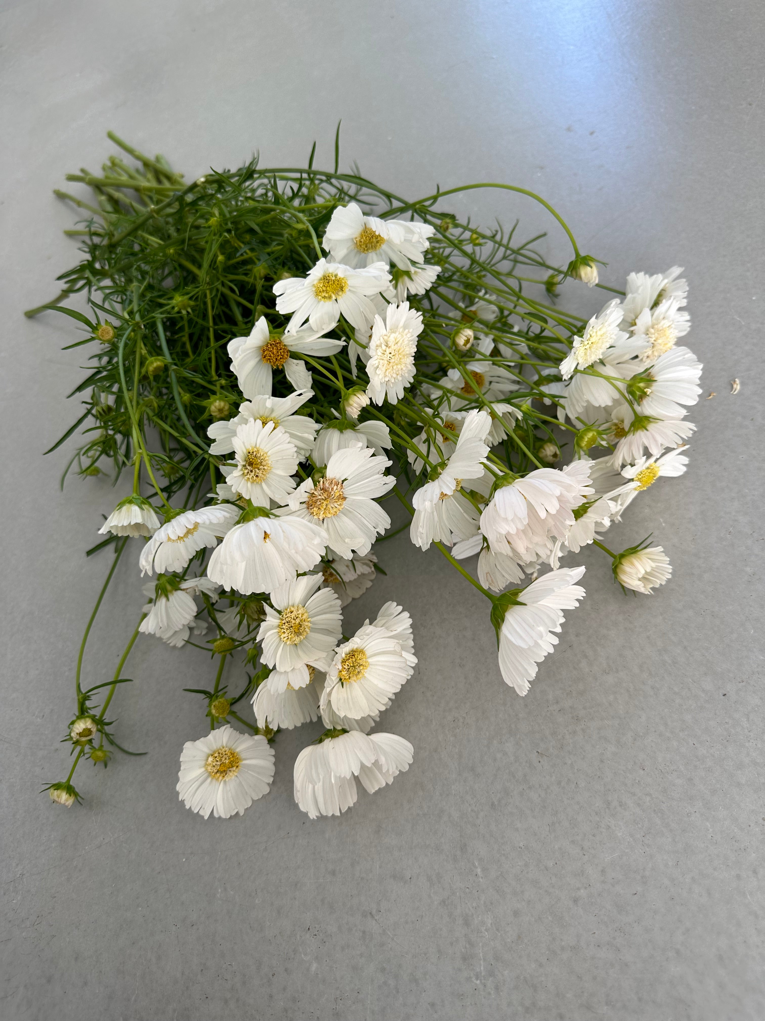 Cosmos Popsocks White