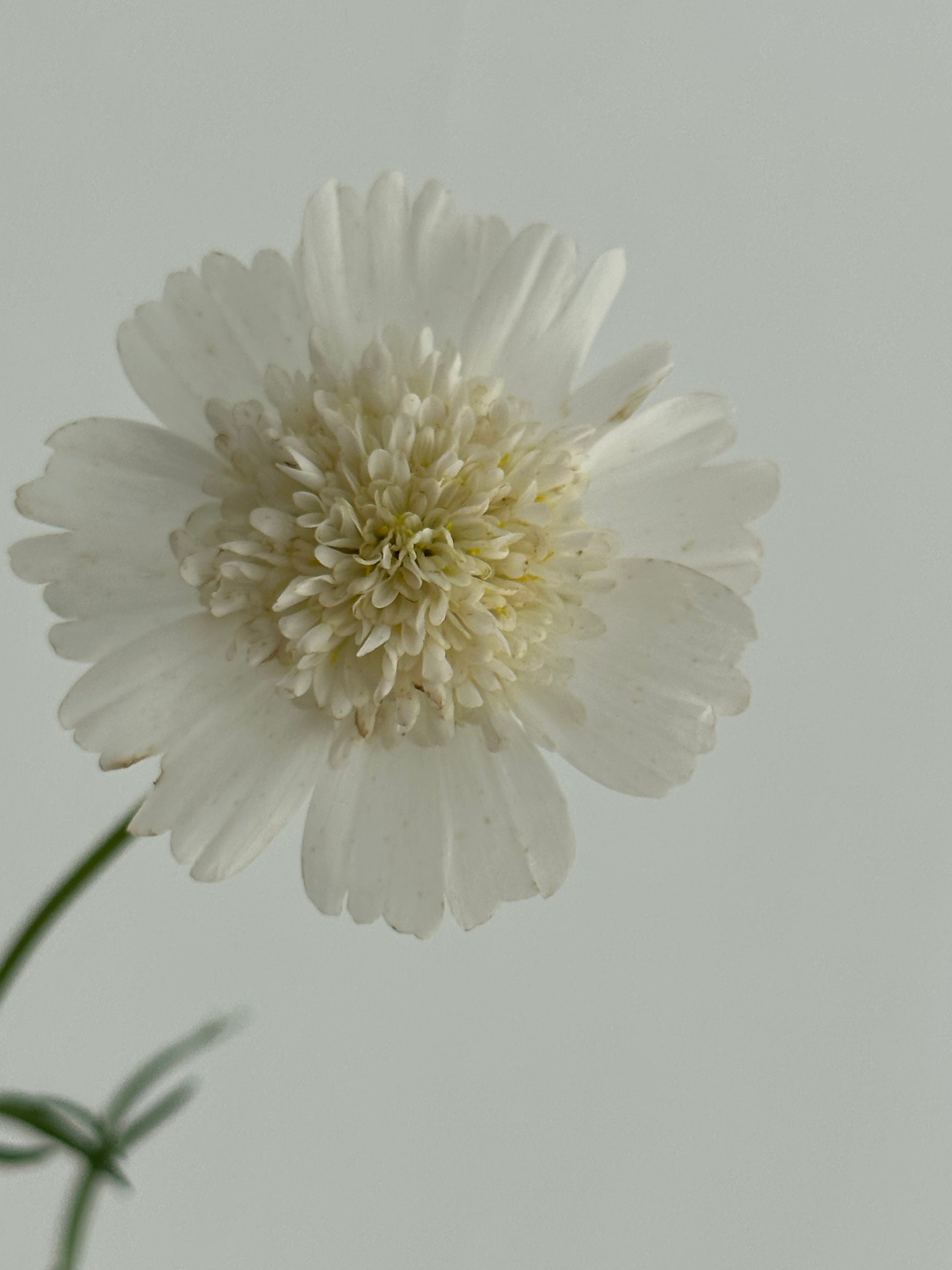 Cosmos Popsocks White