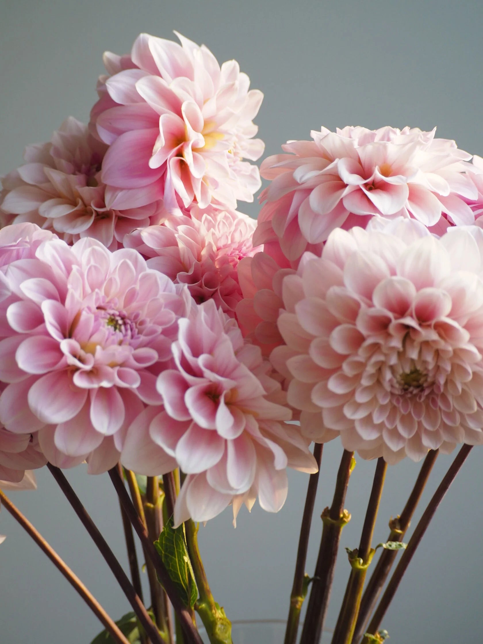 Dahlia Sweet Nathalie