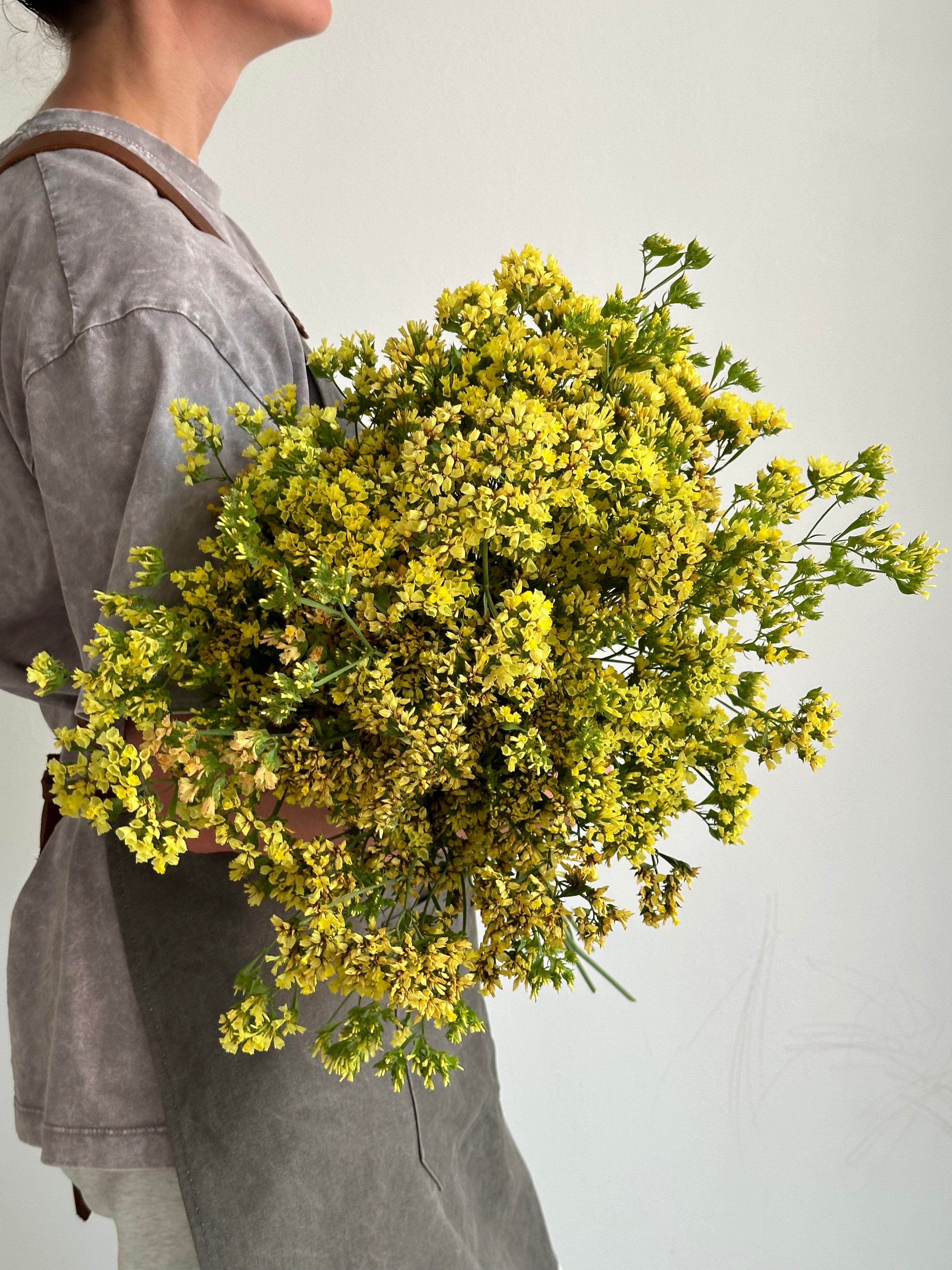 Statice (Limonium) Bonduelii