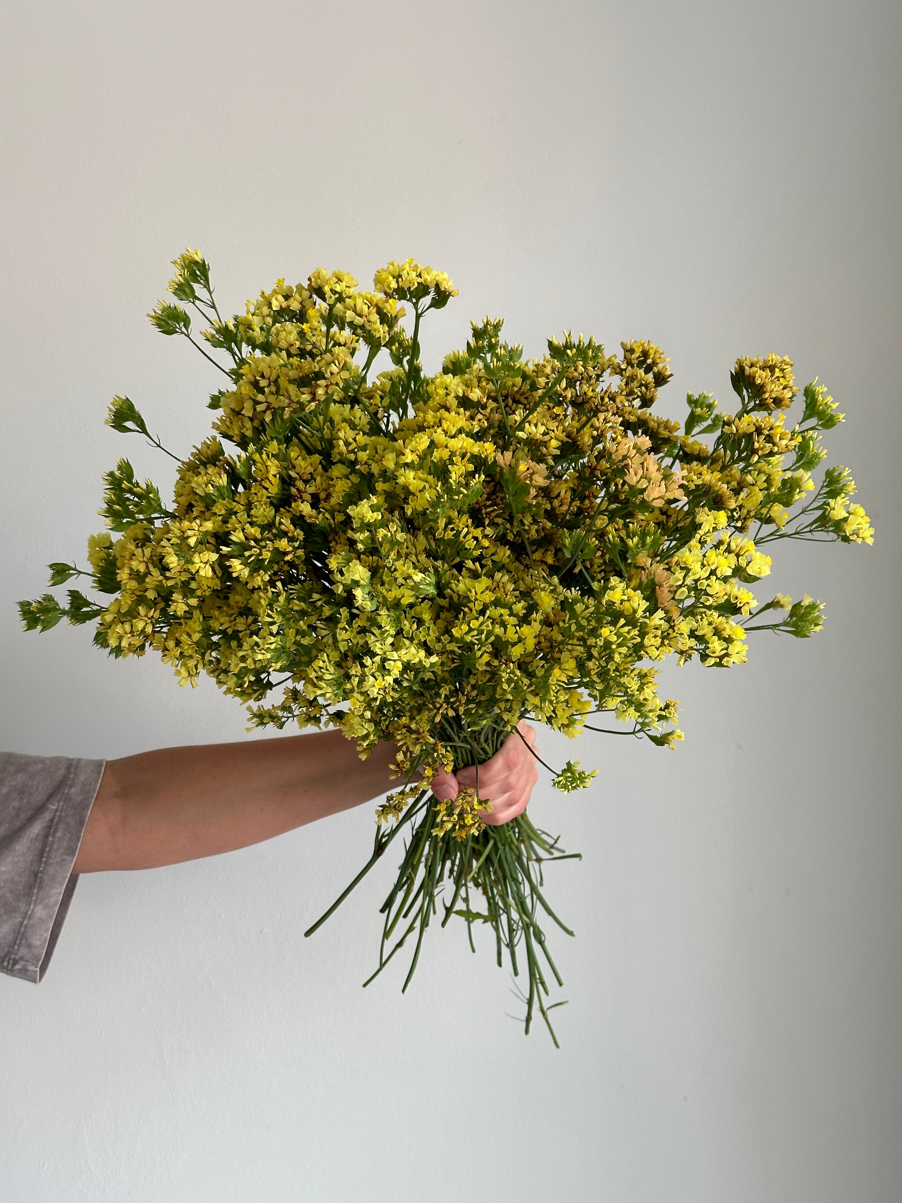 Statice (Limonium) Bonduelii