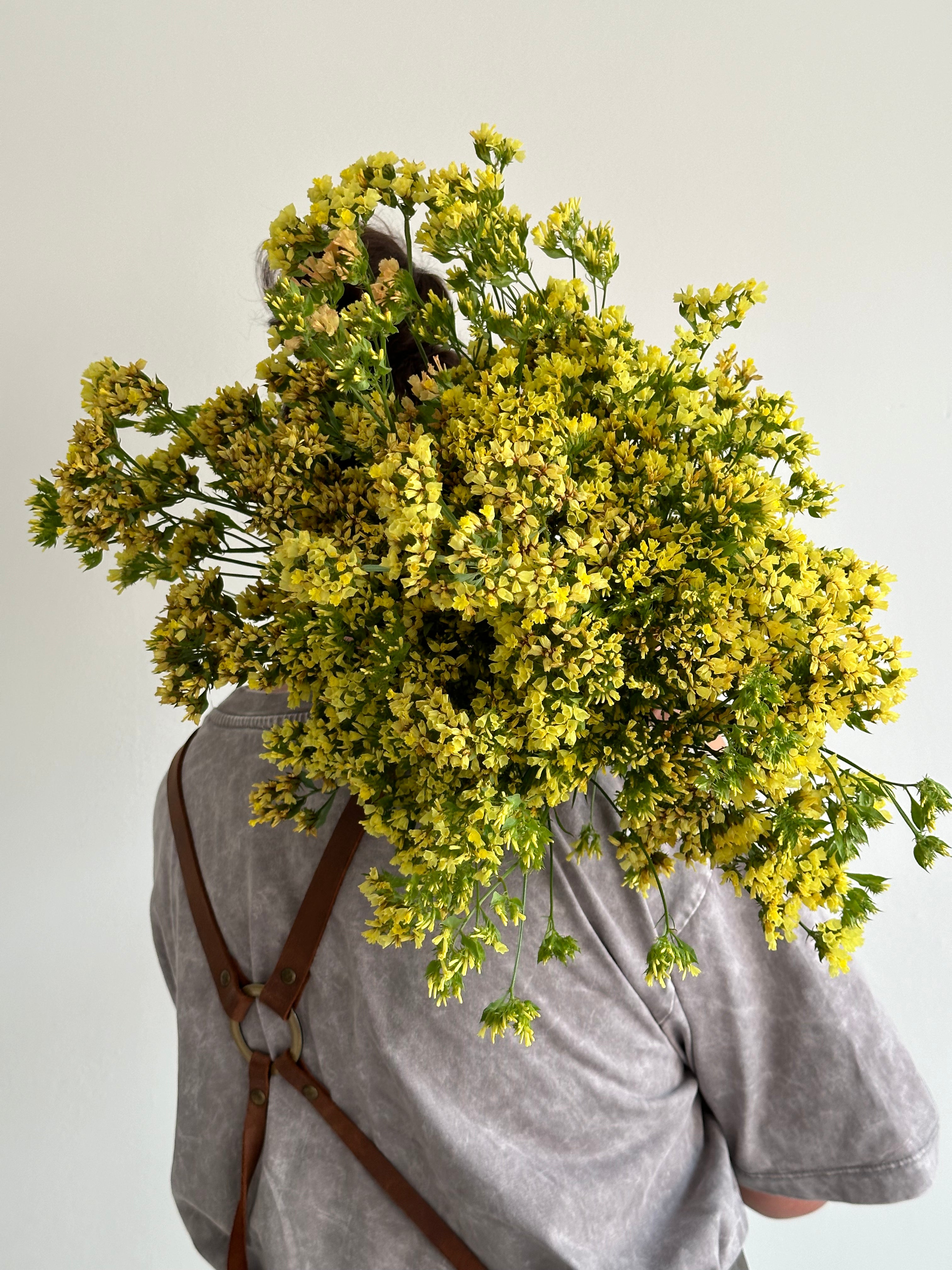 Statice (Limonium) Bonduelii