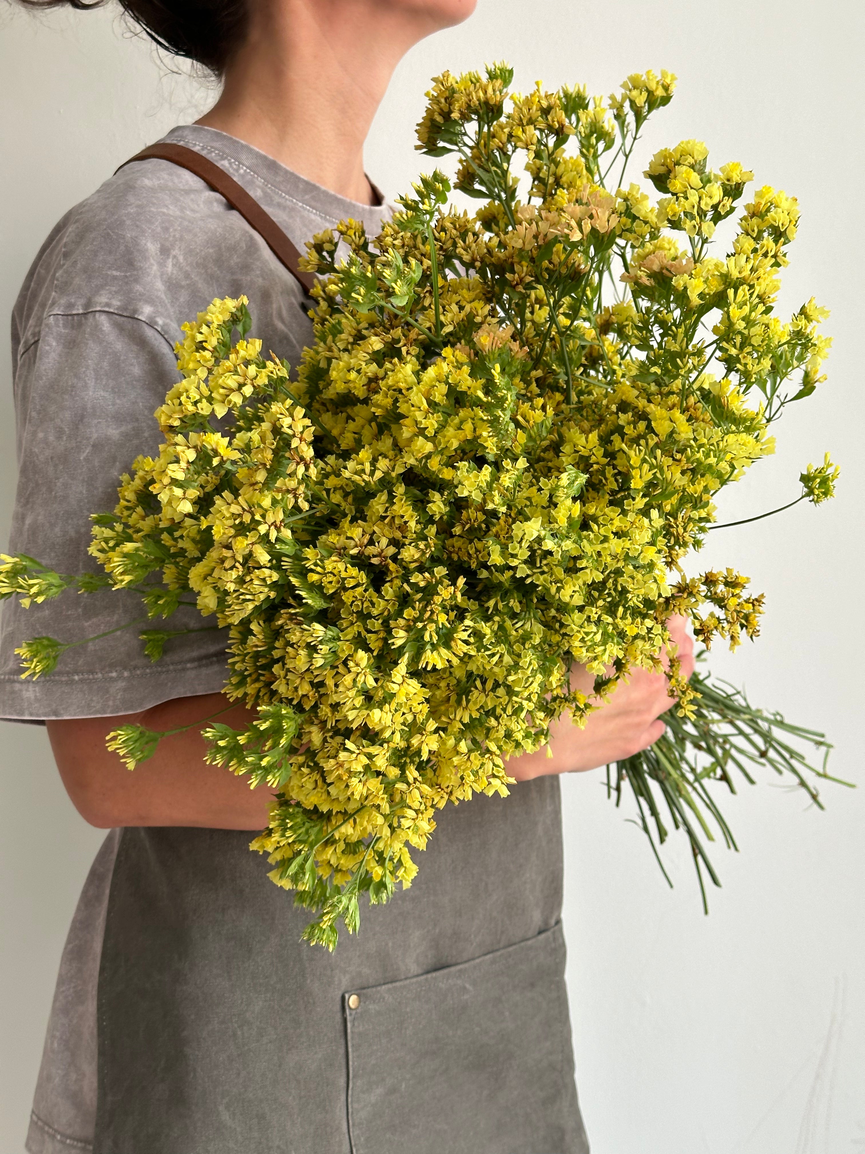Statice (Limonium) Bonduelii