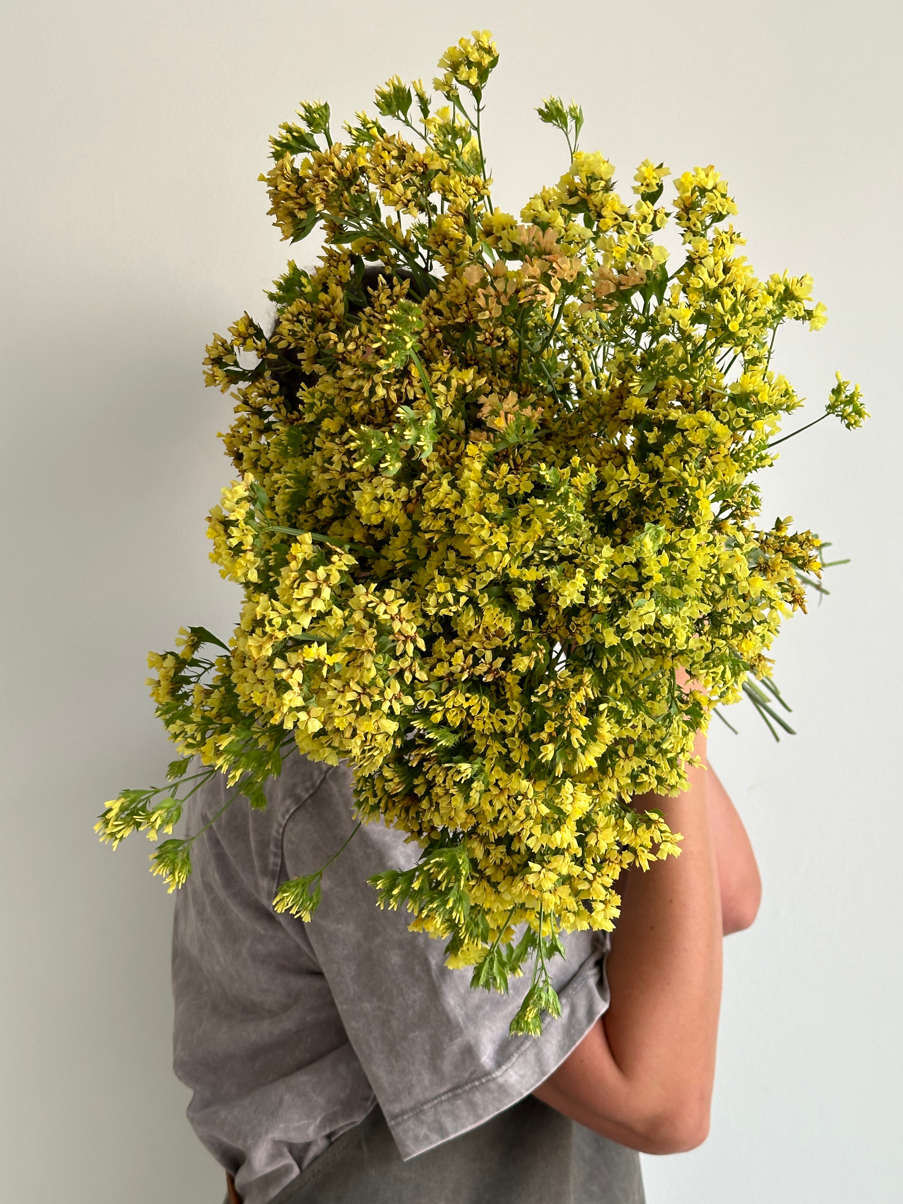 Statice (Limonium) Bonduelii