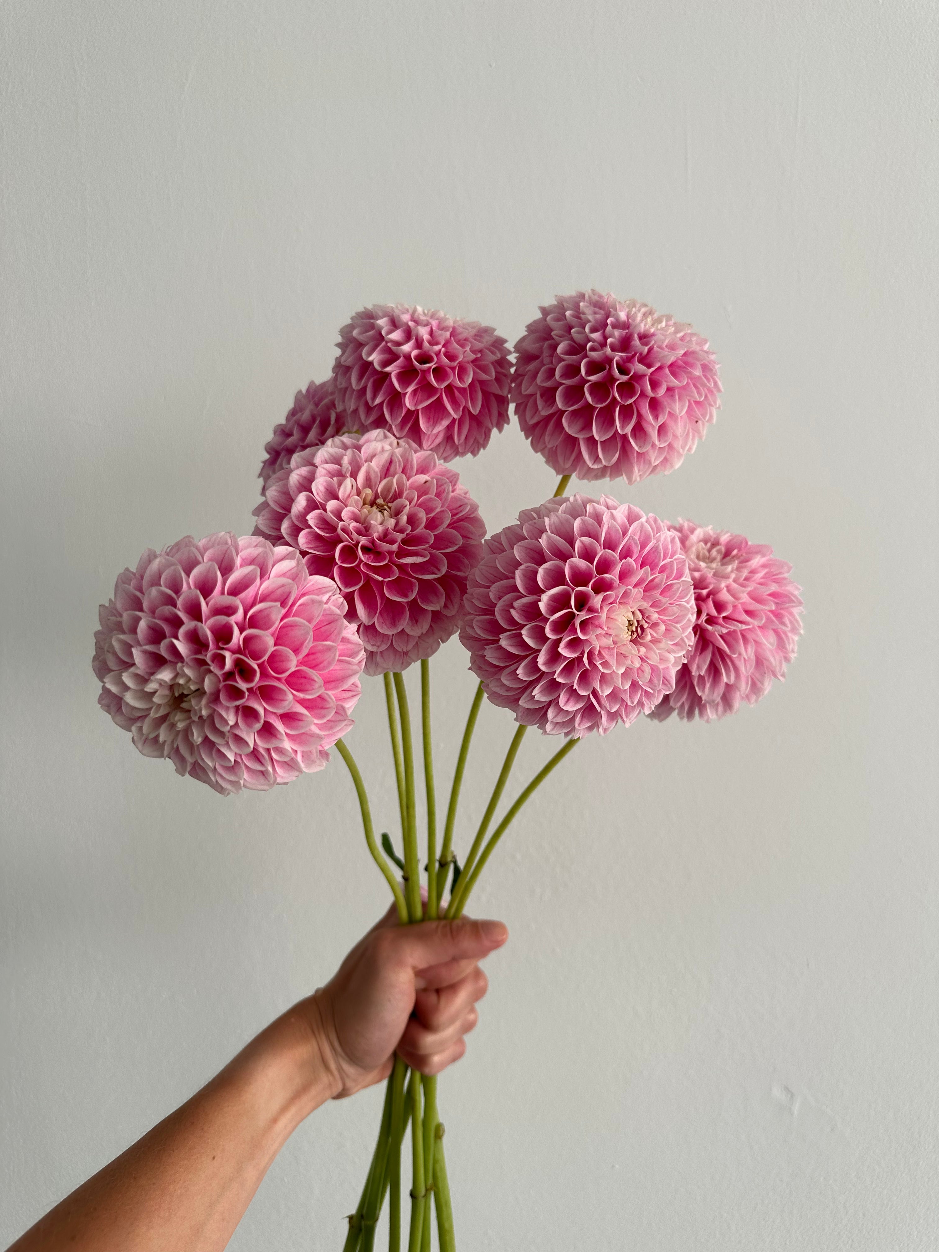 Dahlia Marshmallow Baby