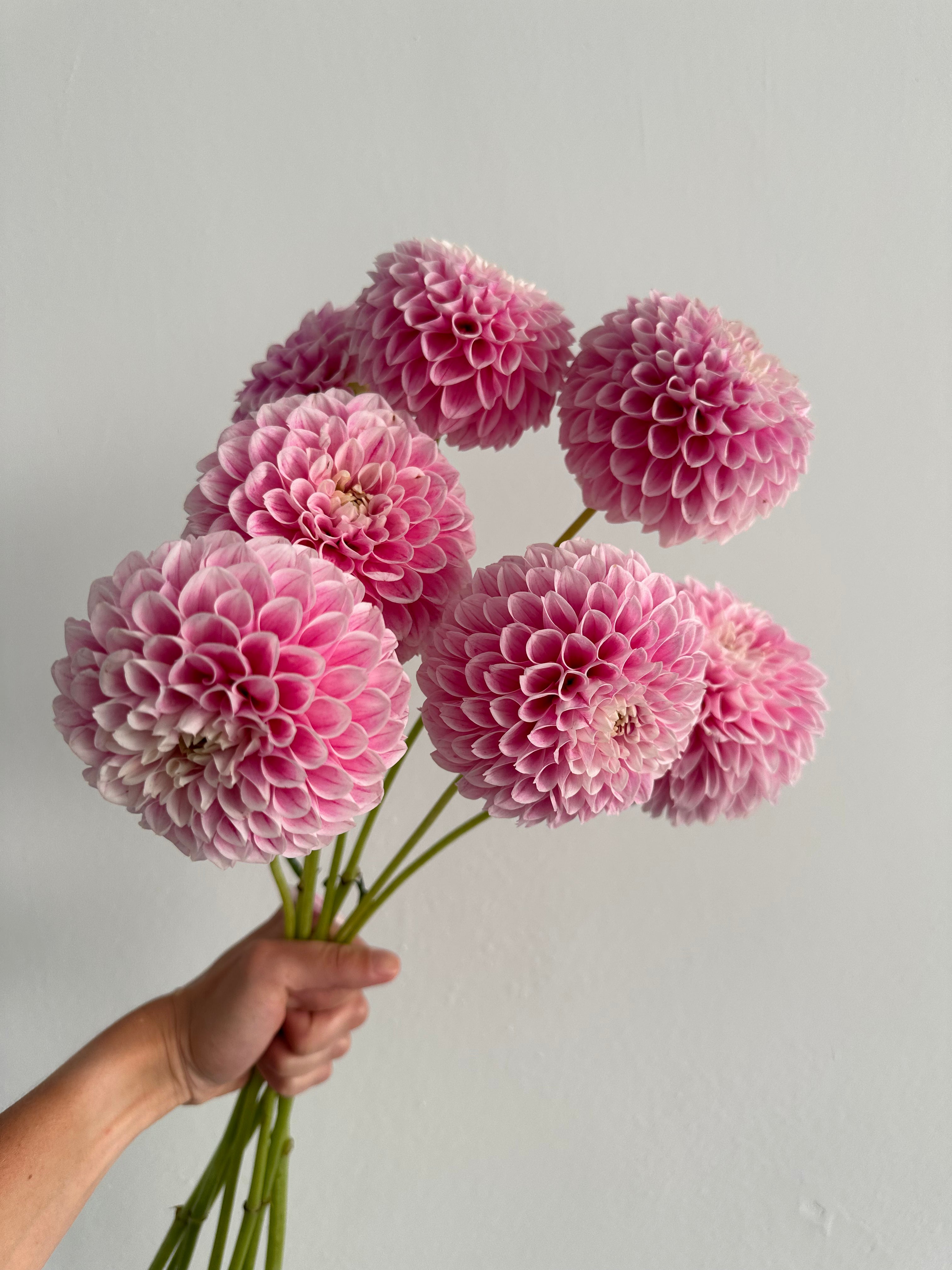 Dahlia Marshmallow Baby