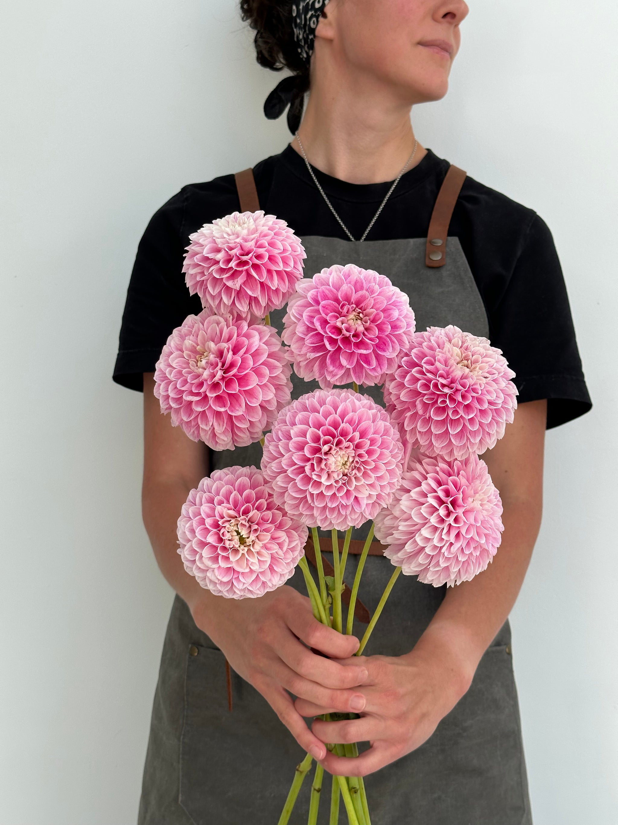 Dahlia Marshmallow Baby