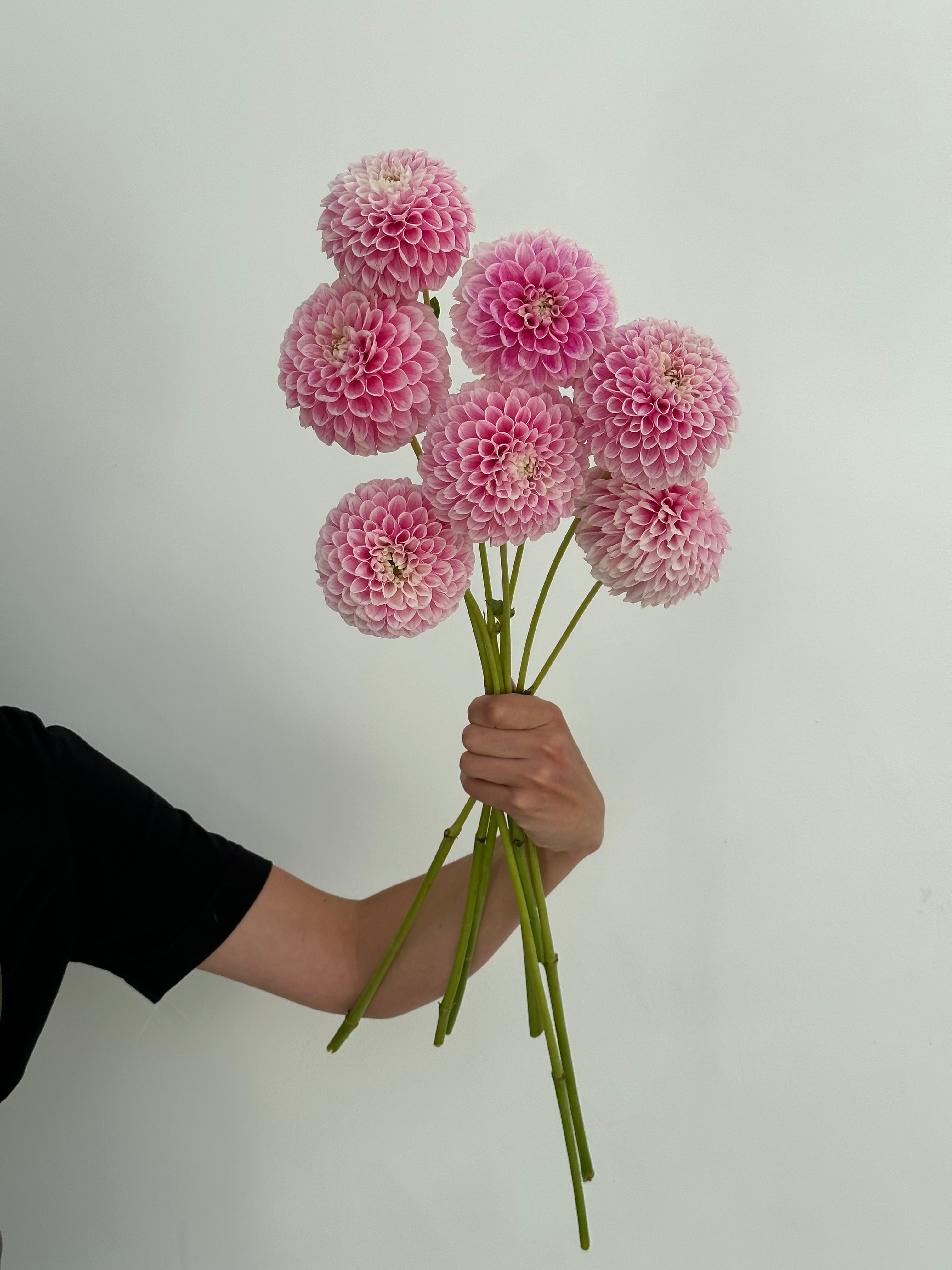 Dahlia Marshmallow Baby