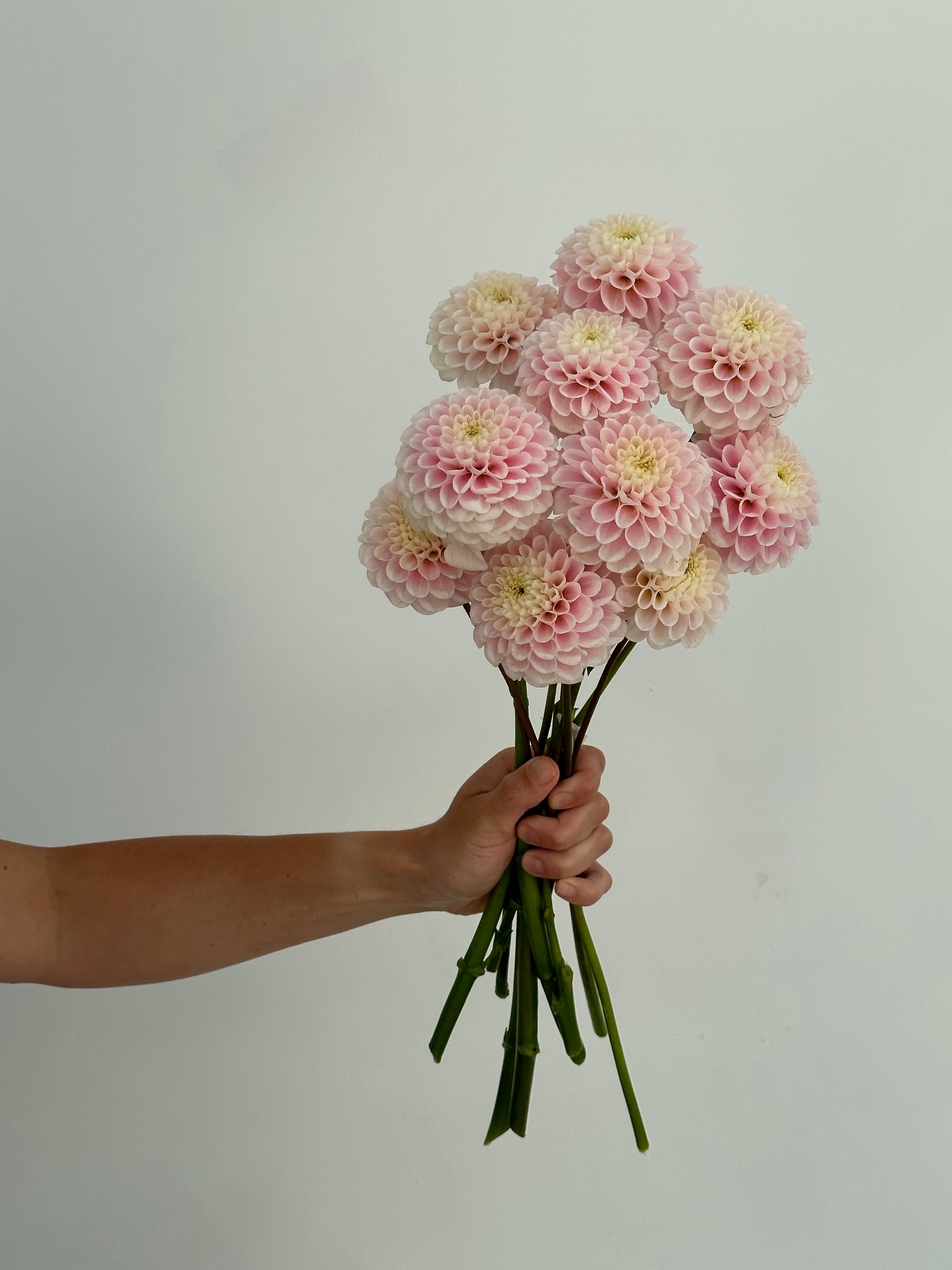 Dahlia White Wizard/ Fluffy Flower