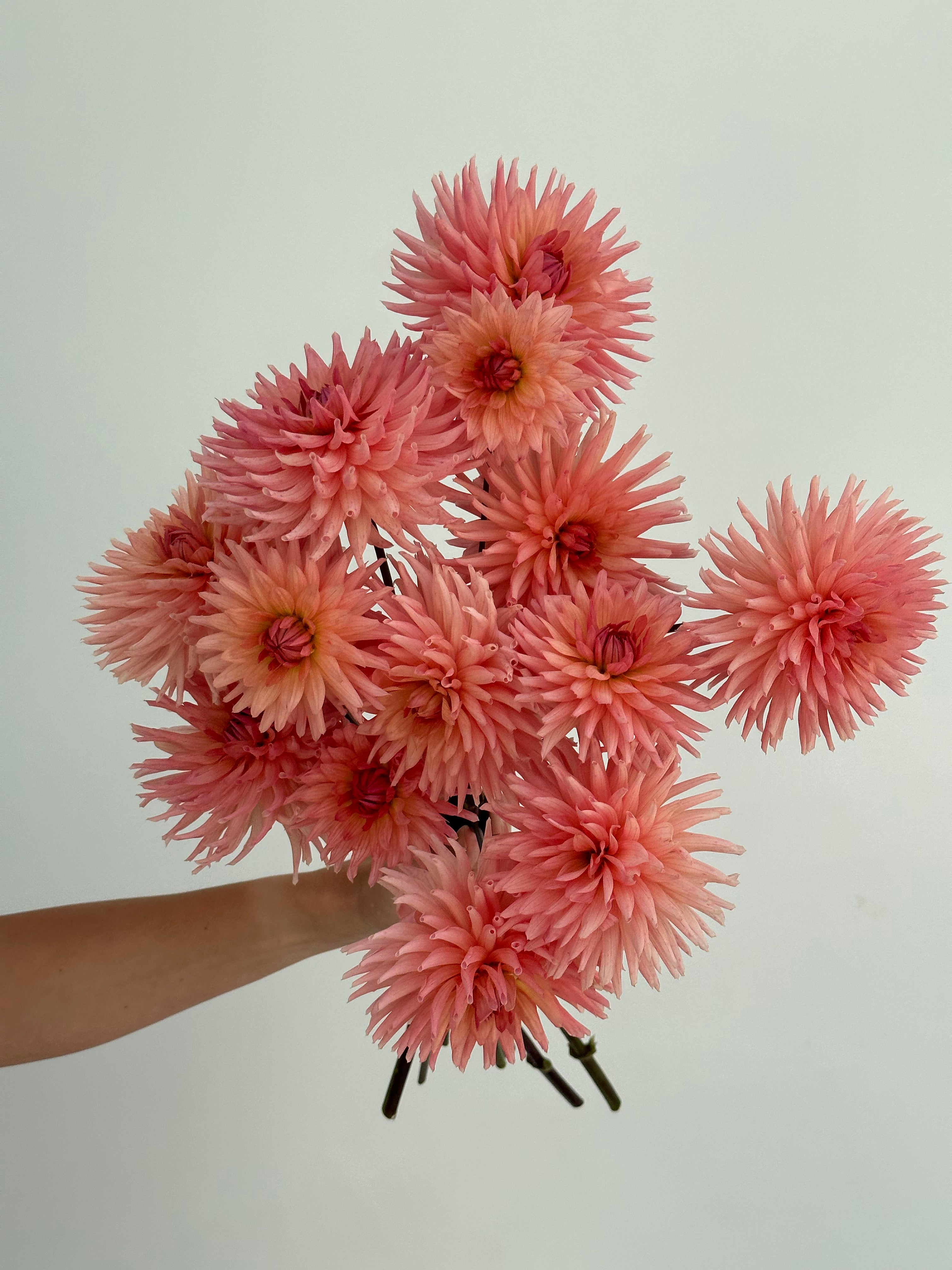 Dahlia Henriette