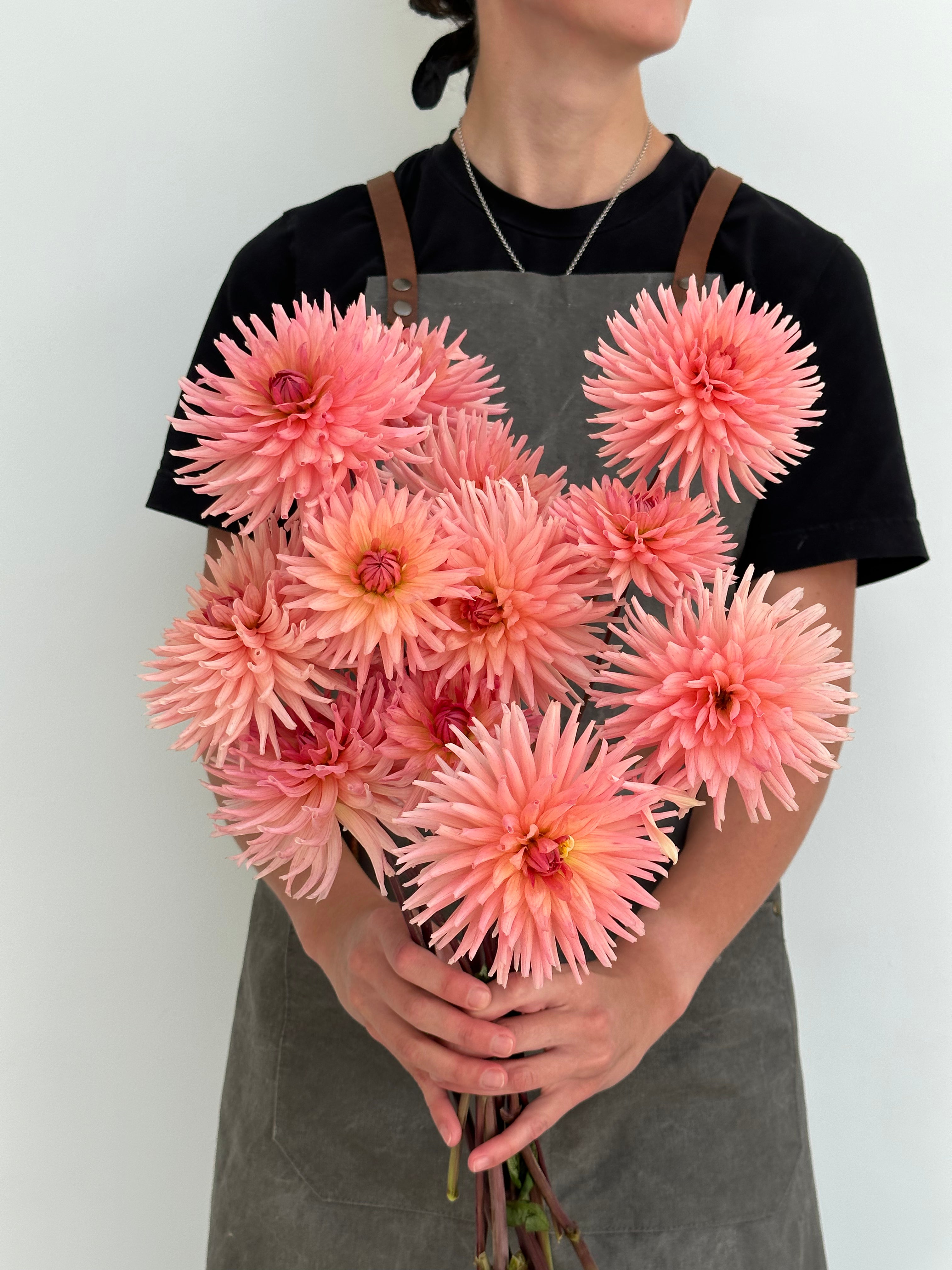 Dahlia Henriette